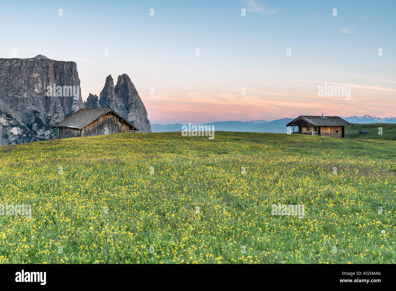 Alpe di Siusi, Dolomiti, Alto Adige, Italia. La mattina sull'Alpe di Siusi. Sullo sfondo le vette dello Sciliar/Sciliar Foto Stock