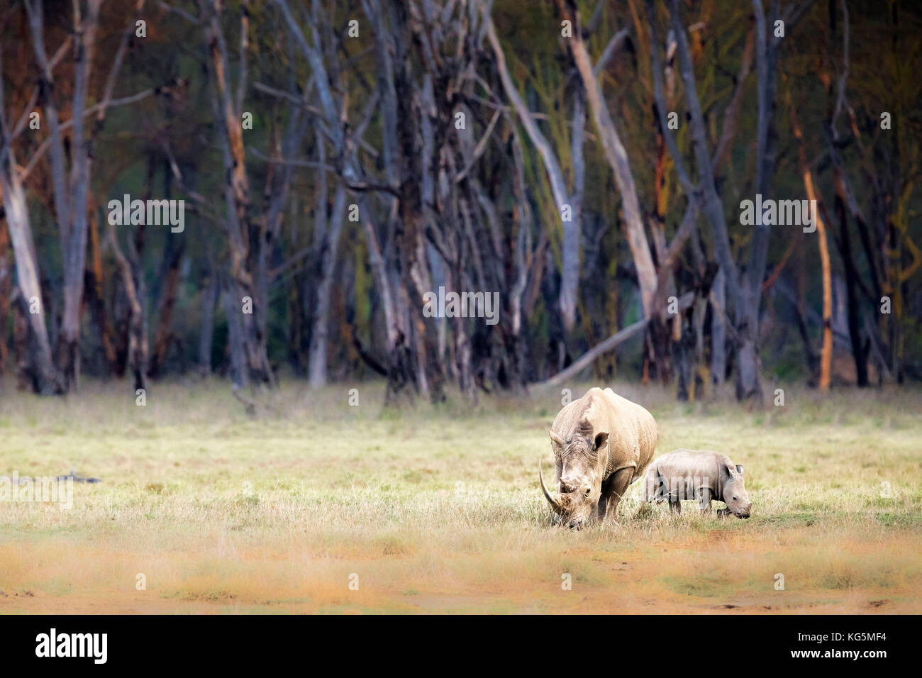 White Rhino in Lake Nakuru national park Foto Stock