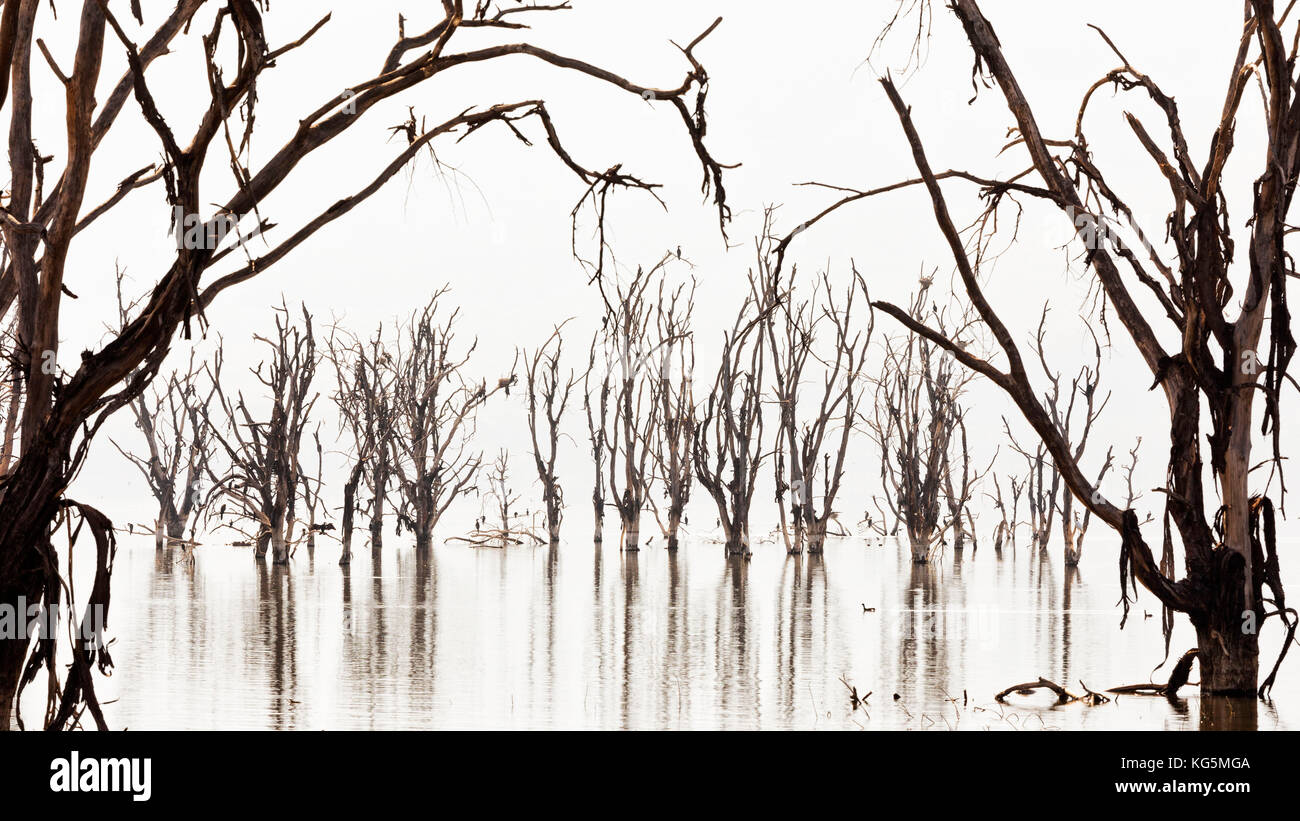 Lake Nakuru, Kenya. Alberi morti sulle sponde del lago sono stati uccisi dal sorgere delle pile alcaline acque del lago nel 2014. Foto Stock