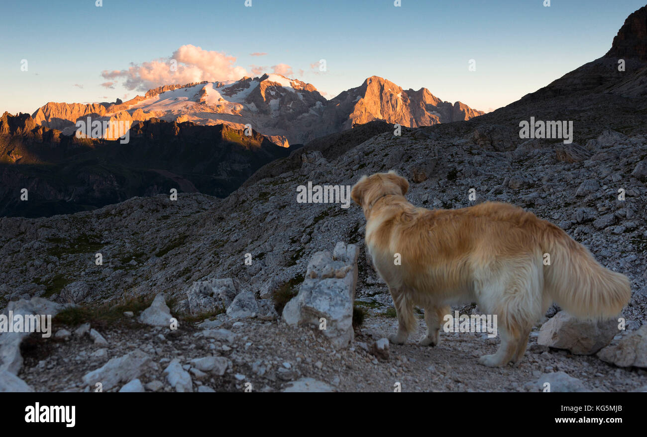 Un cane guarda ad un bel tramonto sulla Marmolada. La provincia di Bolzano, Alto Adige, Trentino Alto Adige, Italia Foto Stock