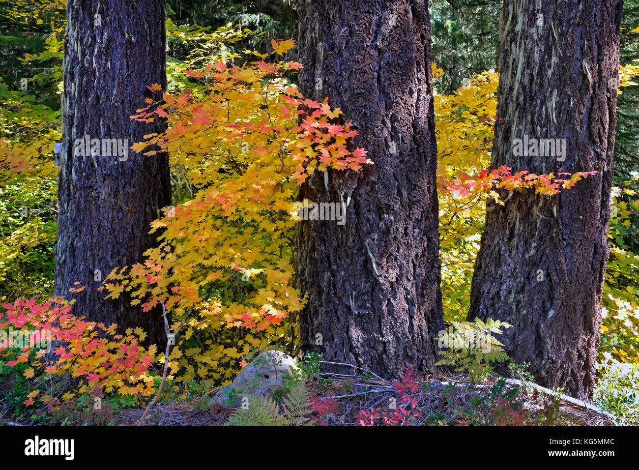 Vite foglie di acero girando oro e rosso in una piccola insenatura in Oregon Cascades in ottobre. Foto Stock