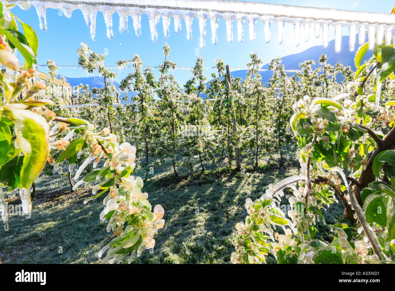 Close up di frutteti di mele ricoperta di ghiaccio nella primavera villa di tirano provincia di Sondrio valtellina lombardia italia Europa Foto Stock