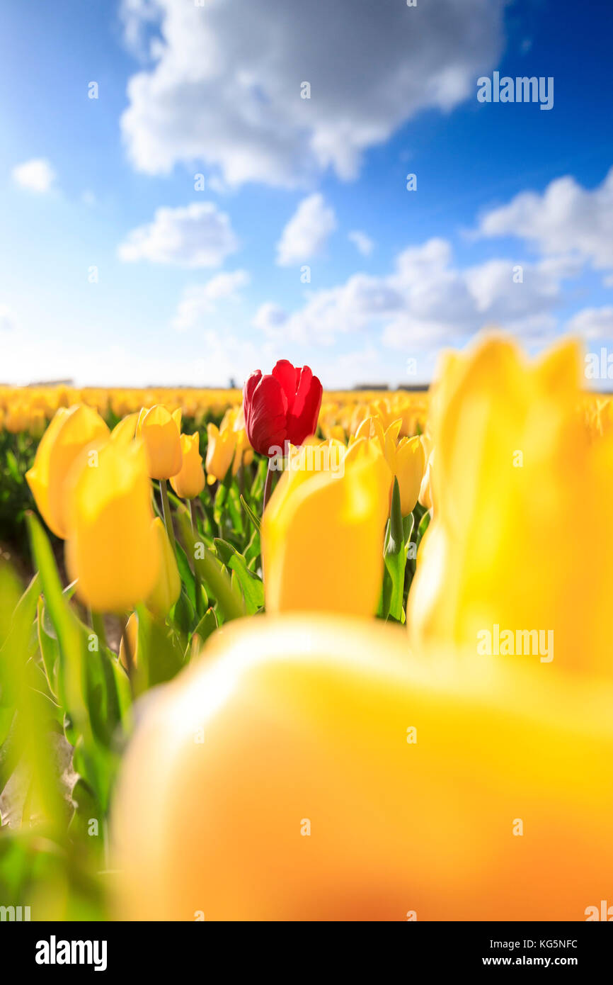 Sun sul rosso tulip incorniciato da una moltitudine di tulipani gialli oude-tonge goeree-overflakkee South Holland Olanda europa Foto Stock