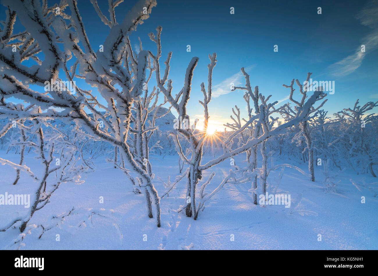 Sunburst su alberi congelati nella foresta boreale, abisko, kiruna comune, norrbotten county, Lapponia, Svezia Foto Stock