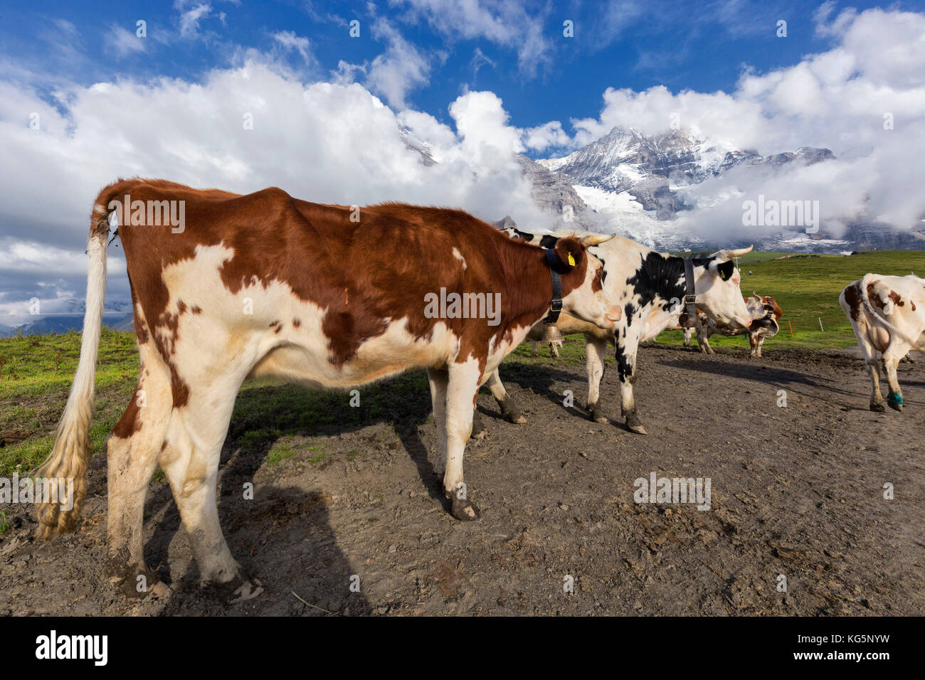 Mucche nei pascoli di prima Grindelwald sullo sfondo Monte Jungfrau e Monte Mönch (coperto da nuvole) Oberland Bernese Cantone di Berna Svizzera Europa Foto Stock