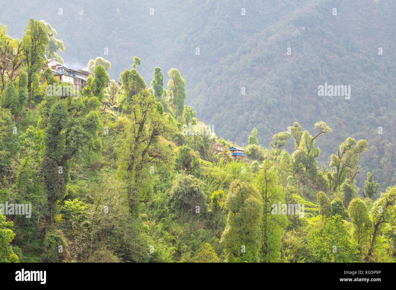 La foresta circonda sinuwa lodges, regione di Annapurna, Nepal, asia Foto Stock