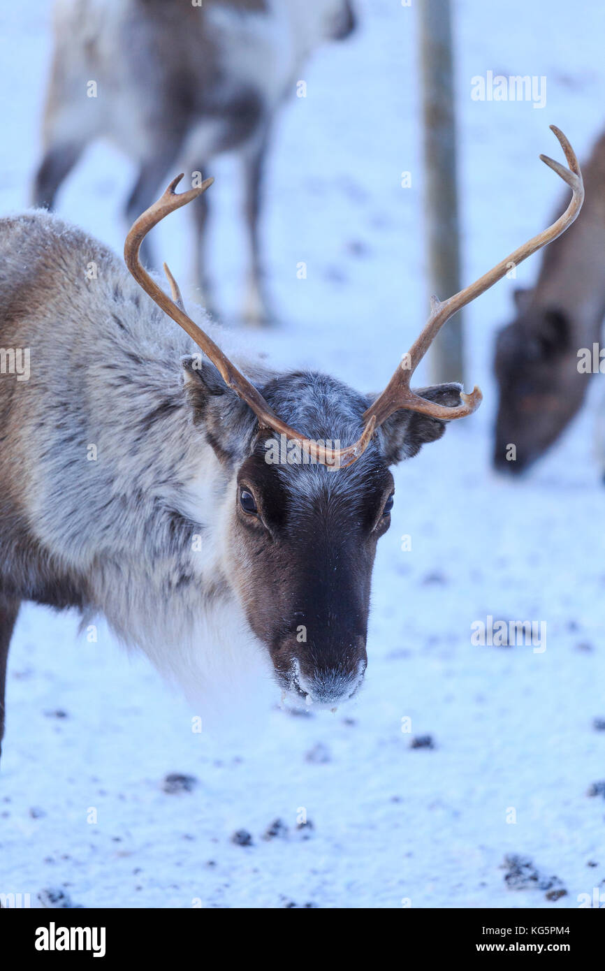 La renna al pascolo. Riskgransen, Norbottens Ian, Lapponia, Svezia, Europa Foto Stock