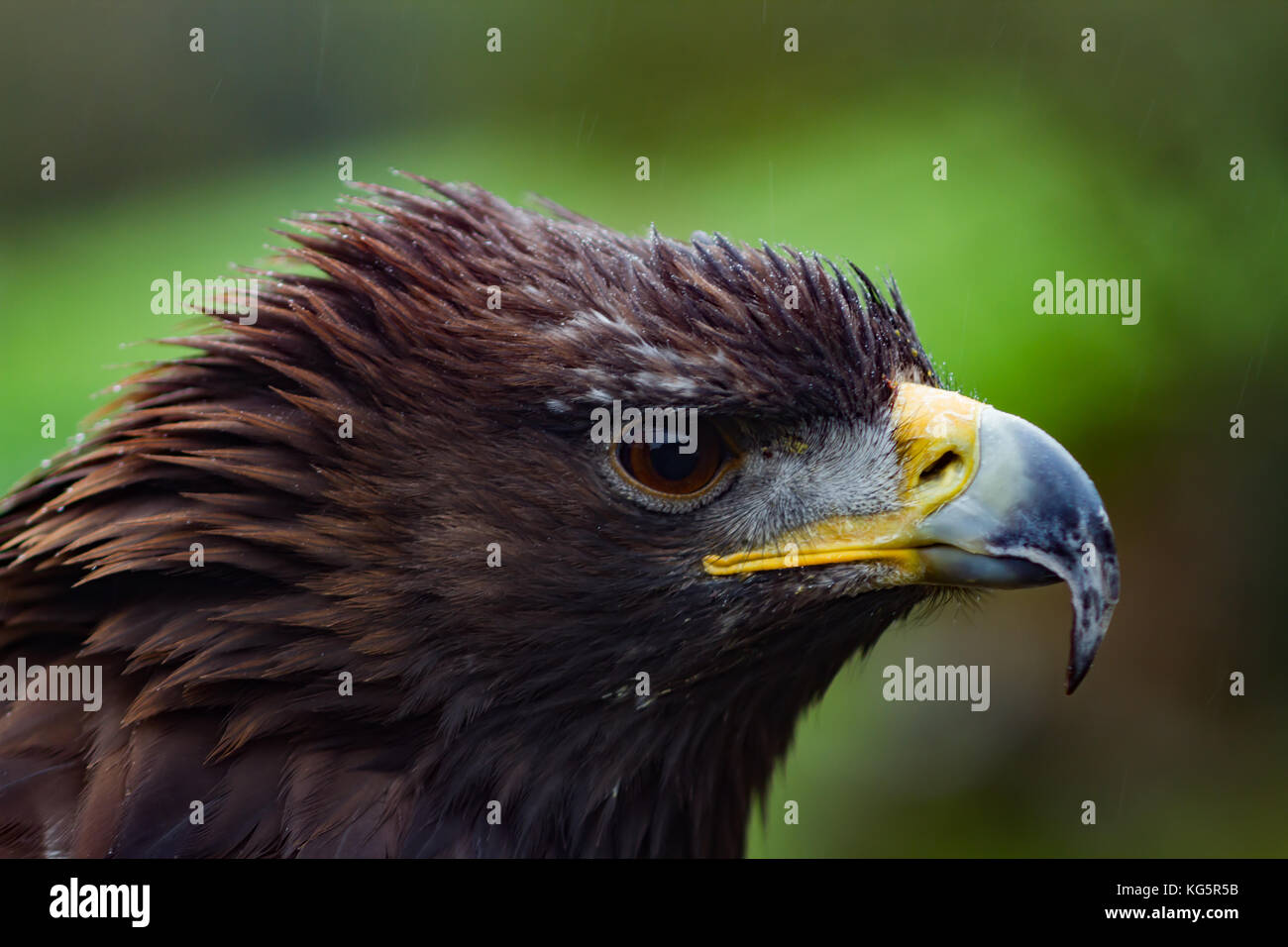 Golden Eagle. Aquila chrysaetos. Vista dettagliata del singolo adulto. Captive. Regno Unito Foto Stock