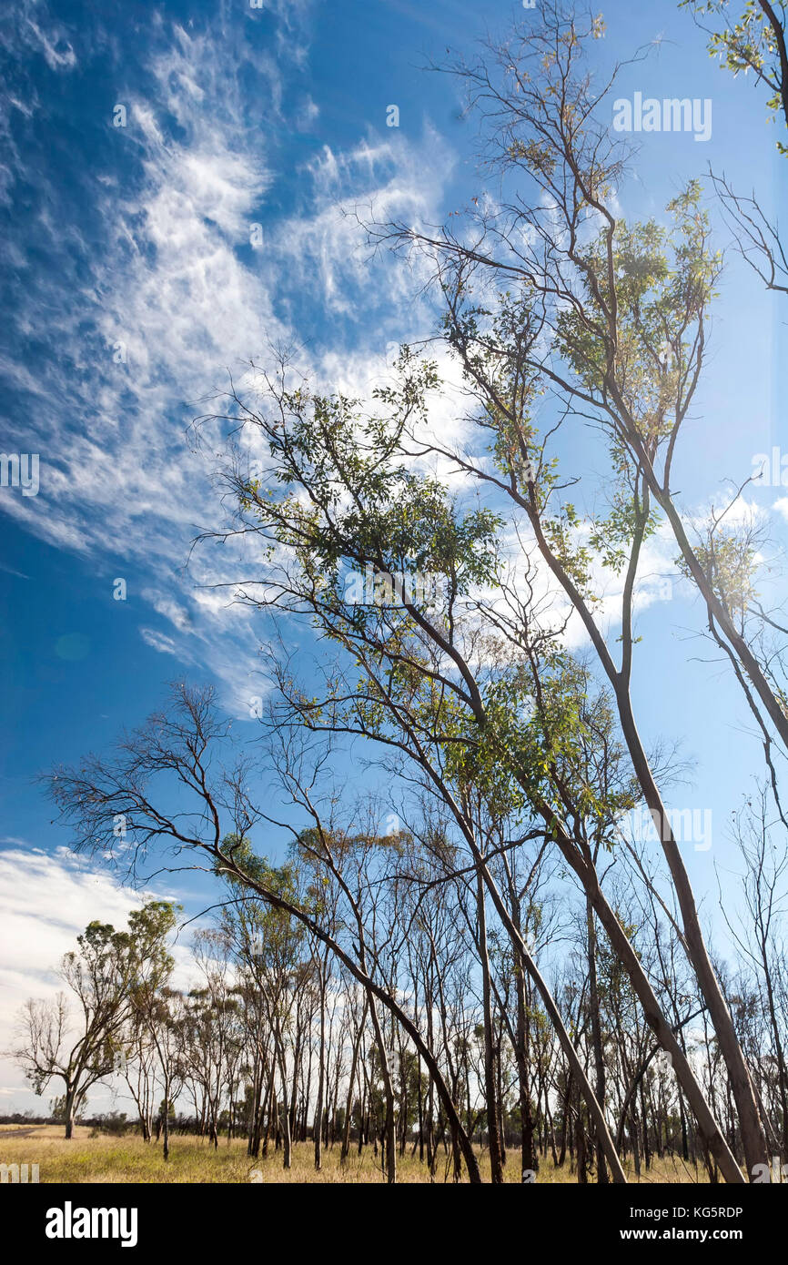 Alberi nell'outback australiano vicino a Kings Canyon, Australia Foto Stock