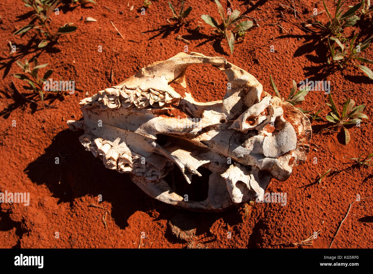 Cranio sulla sabbia rossa Australia Foto Stock