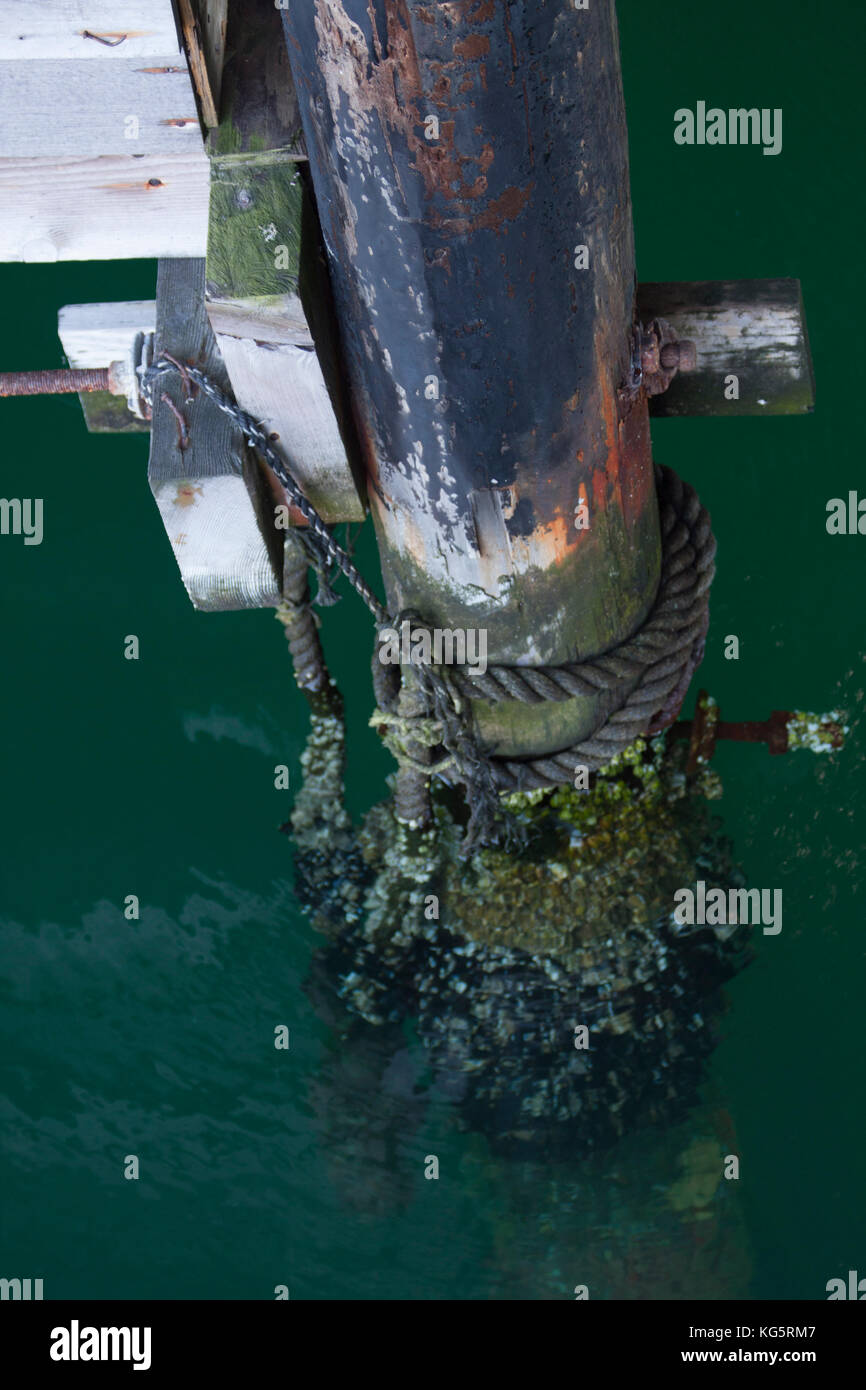 Un barnacle incrostati di pilone al Pontile del Pescatore a Monterey in California Foto Stock