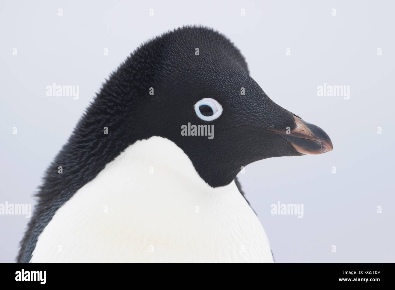 Chiusura del Adelie Penguin, Antartide Foto Stock