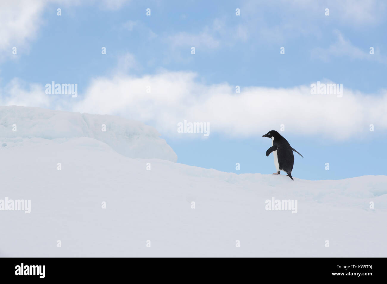 Adelie Penguin Passeggiate sul ghiaccio, floe Antartide Foto Stock