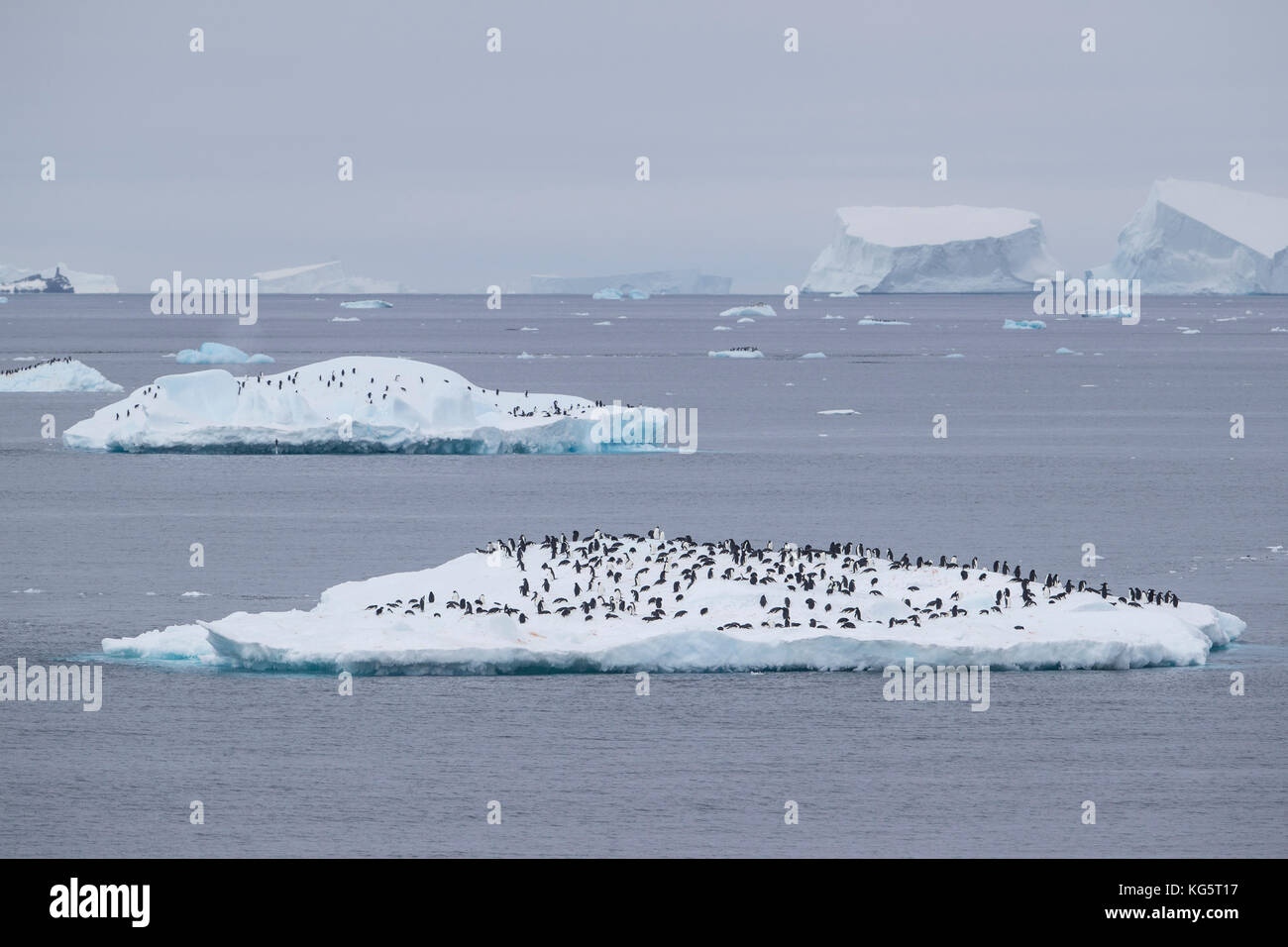 I pinguini sul ghiaccio floe, Antartide Foto Stock