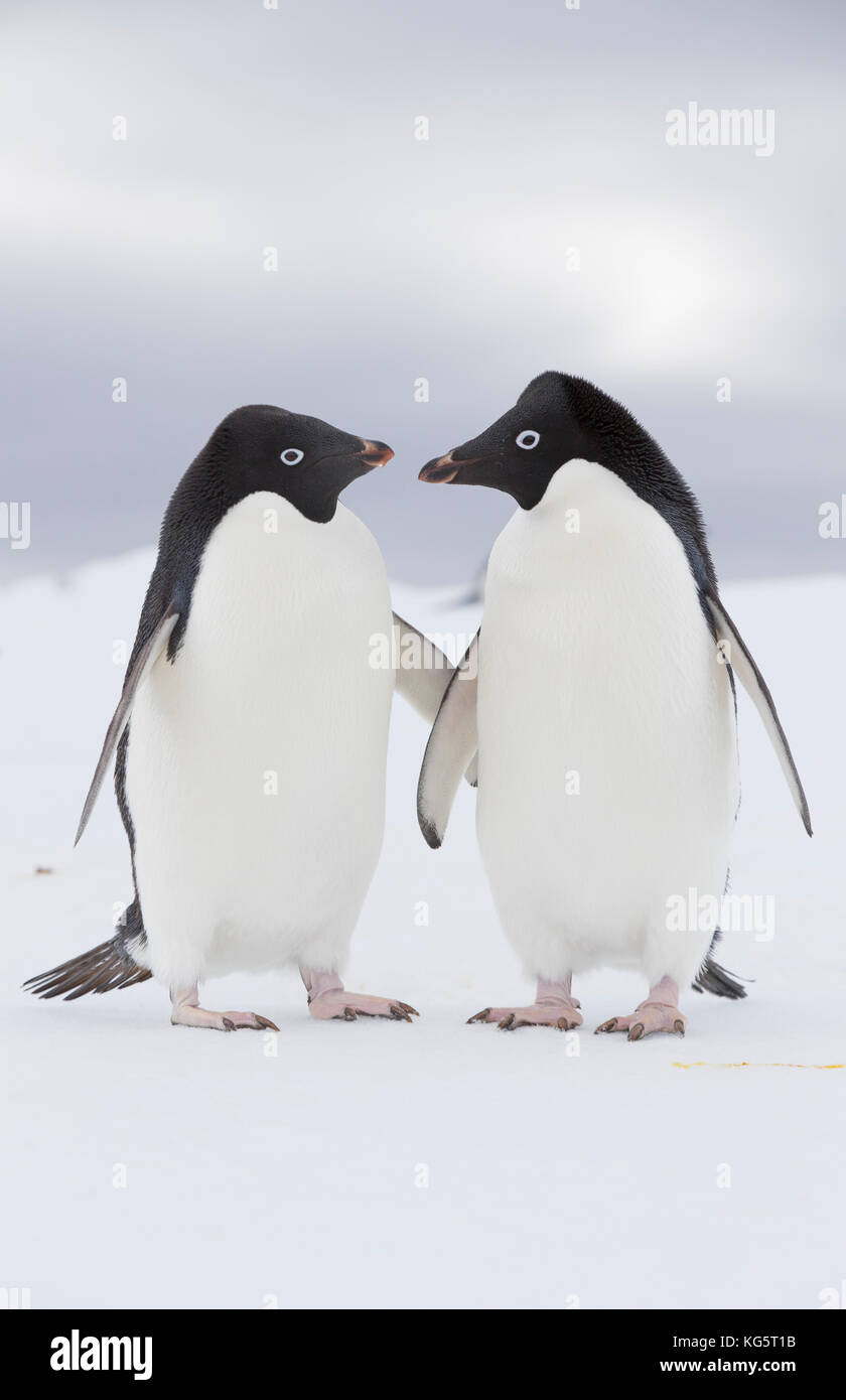 Due pinguini Adélie su ghiaccio, l'Antartide. Foto Stock