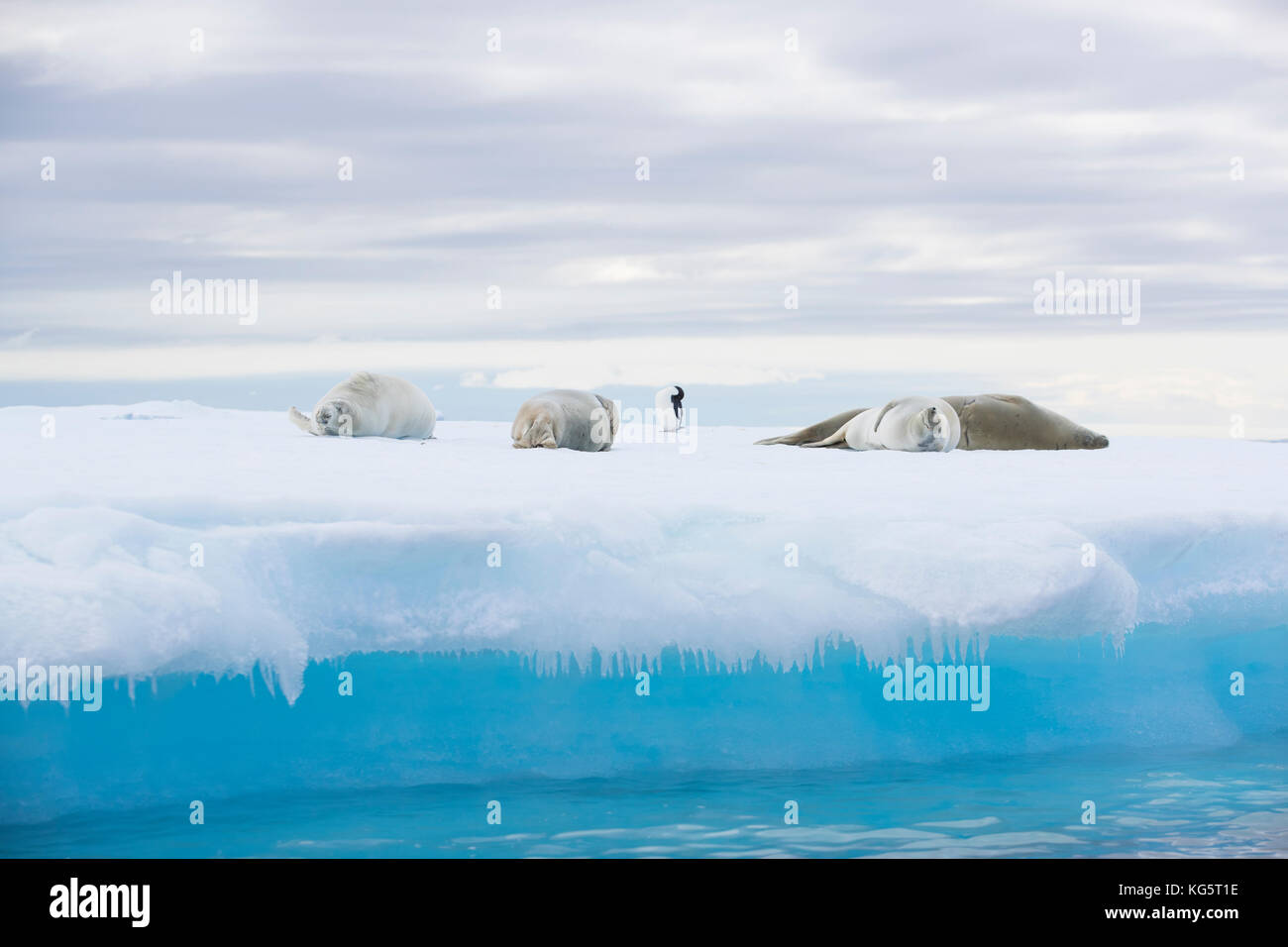 Le guarnizioni Crabeater e un pinguino in appoggio su un glaçon, Antartide. Foto Stock