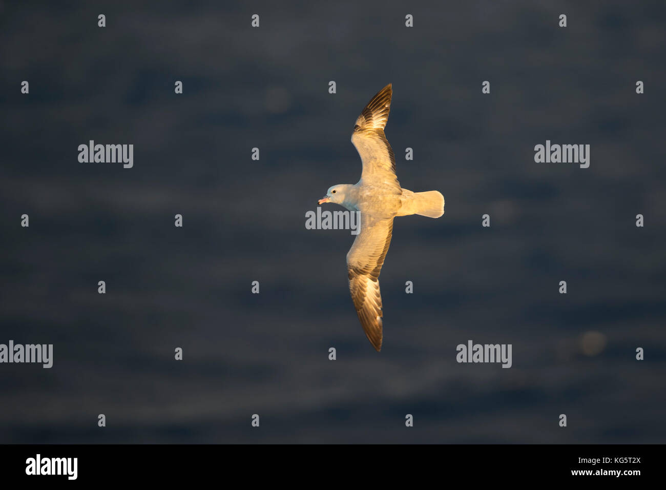 Petrel antartico in volo. Foto Stock