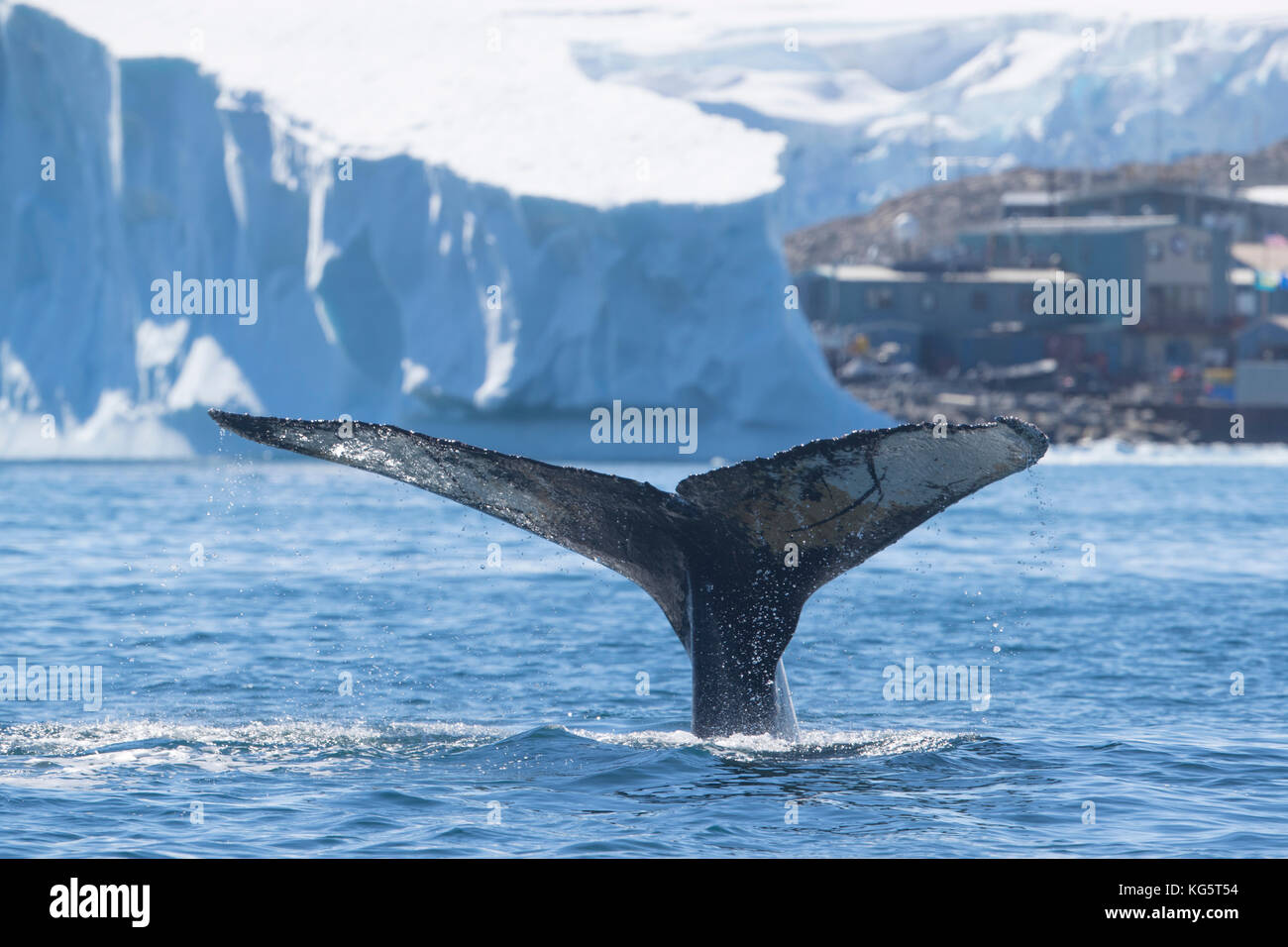 Coda di balena e iceberg con stazione di Palmer in background, Antartide Foto Stock