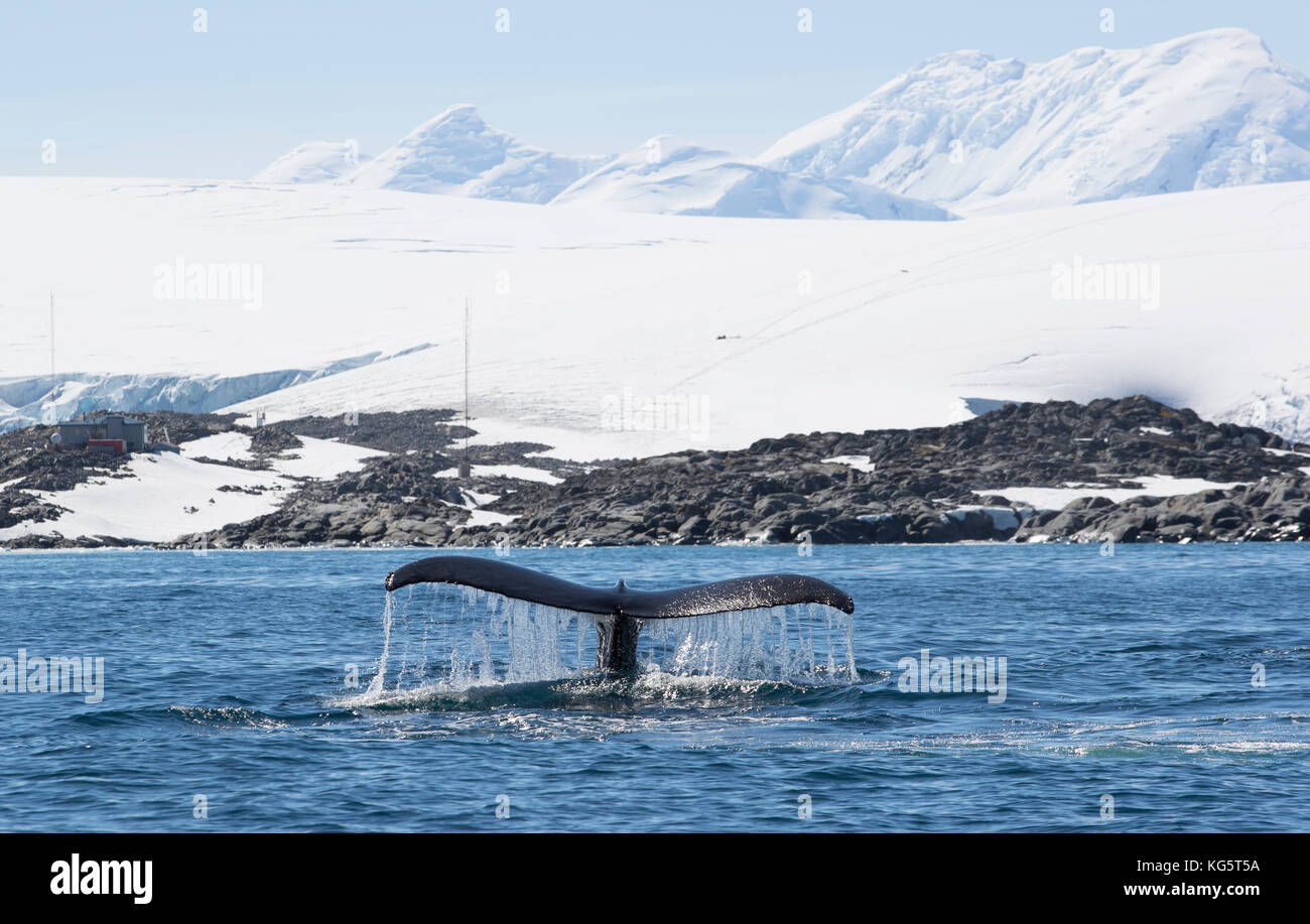 Humpback Whale Fluke, Antartide Foto Stock