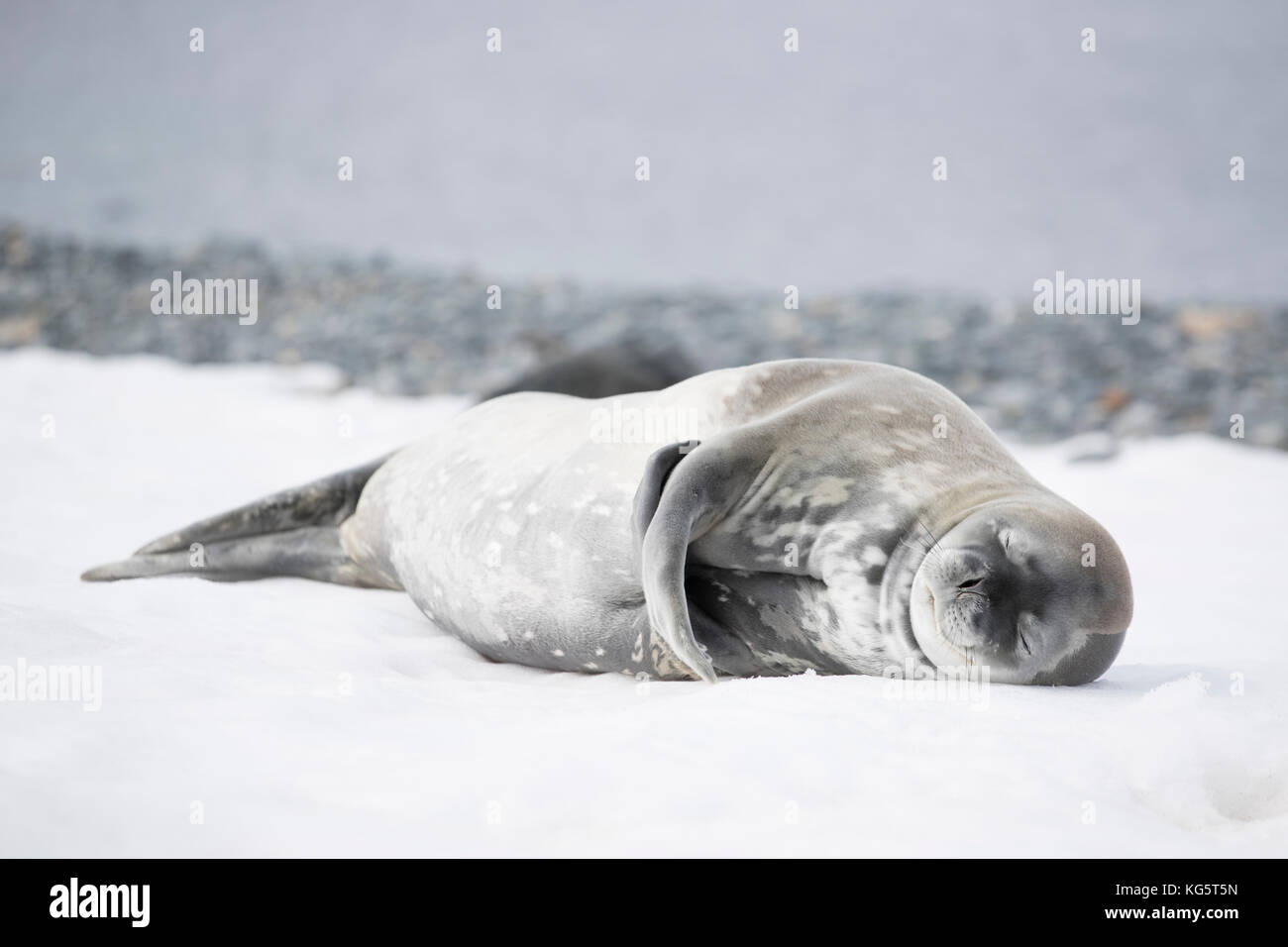 Weddel guarnizione, dormire su di una spiaggia, Antartico peninsulare Foto Stock