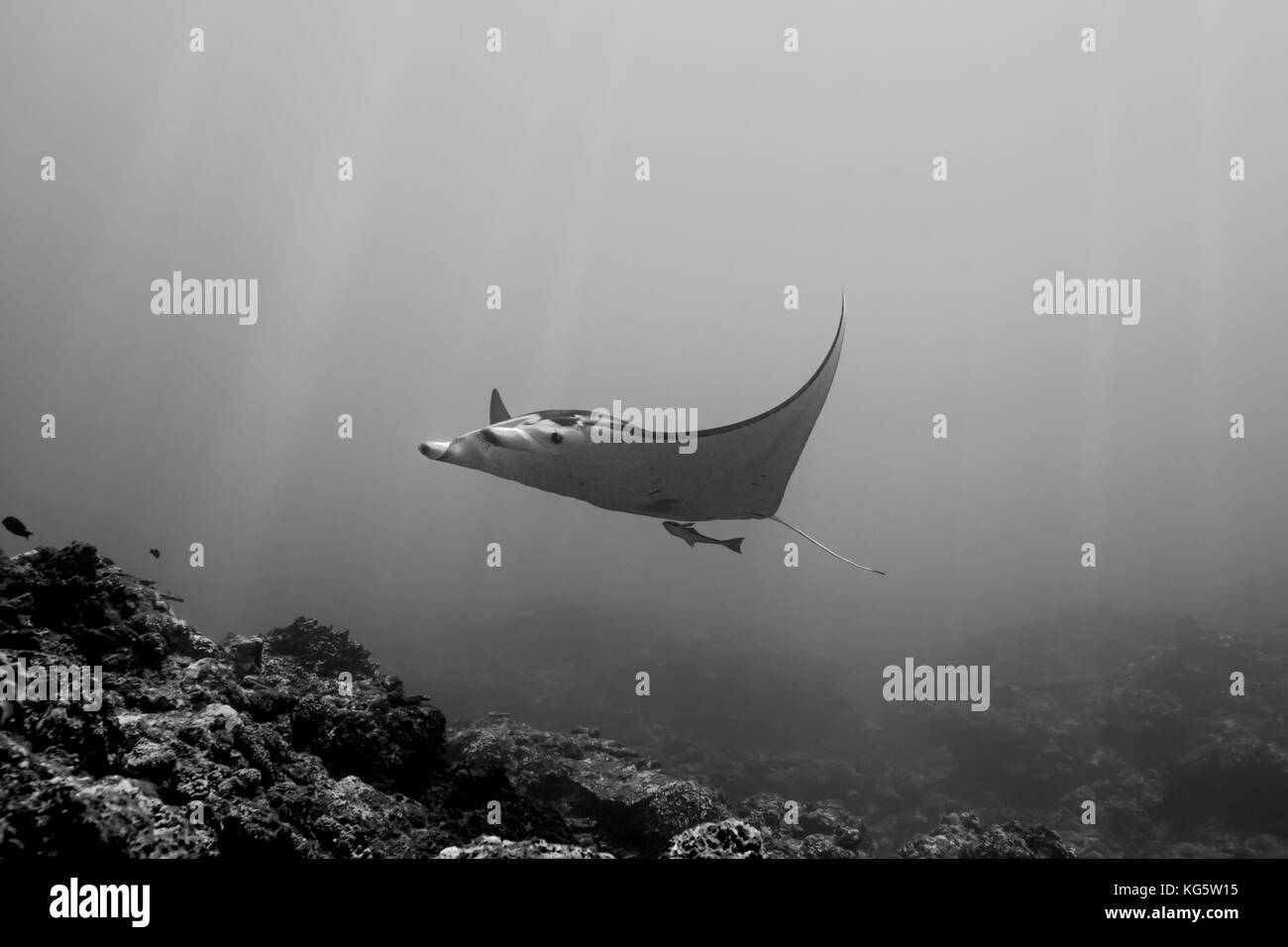Una manta ray nuota sulla barriera corallina in chiare e calde acque di Isola di Ishigaki, Okinawa, in Giappone Foto Stock