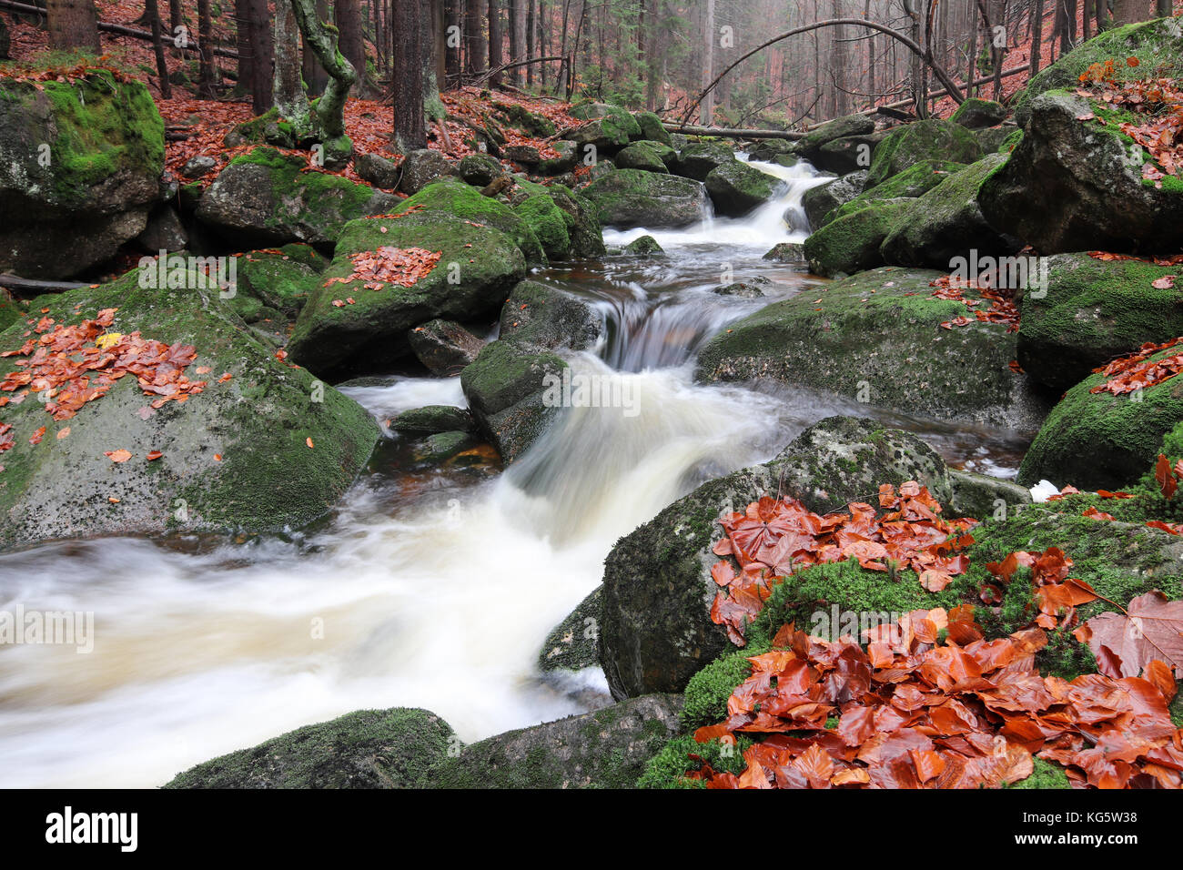 Brook nella foresta di autunno Foto Stock