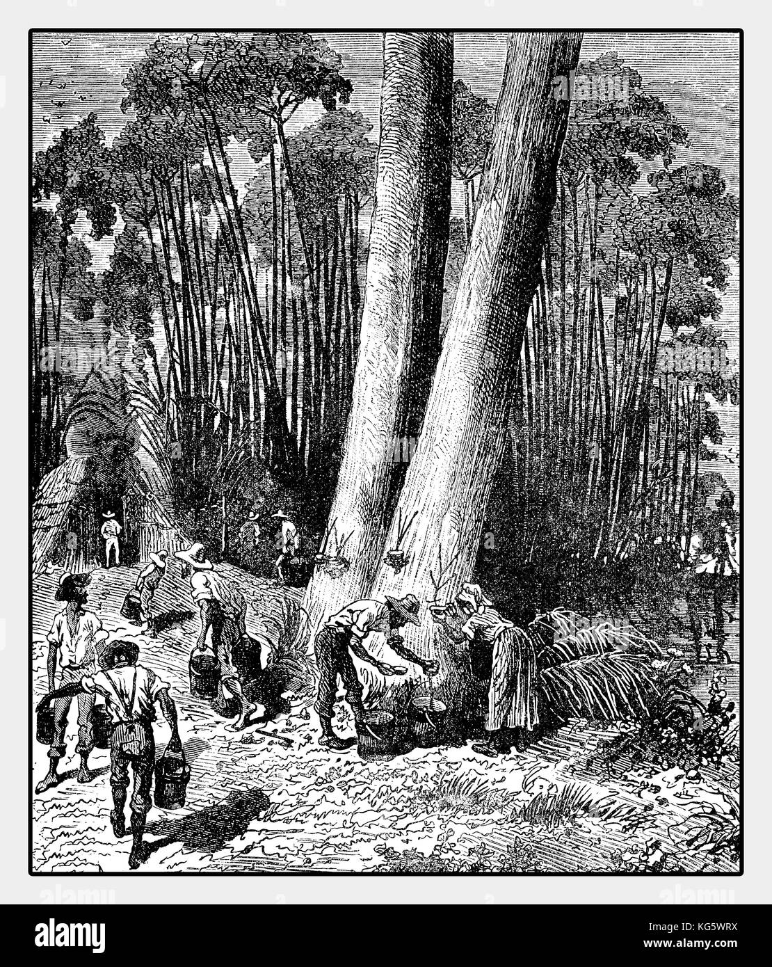 Illustrazione del XIX secolo della raccolta del lattice da un albero di gomma in Brasile per la produzione di caoutchouc con incisioni sulla corteccia dell'albero Foto Stock