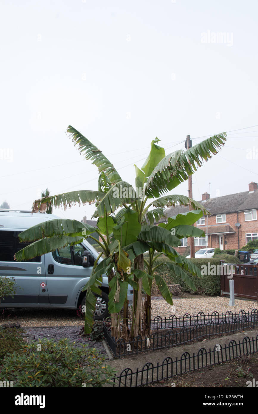 Inglese Banana Isolamento Invernale In Tappe Foto Stock Alamy