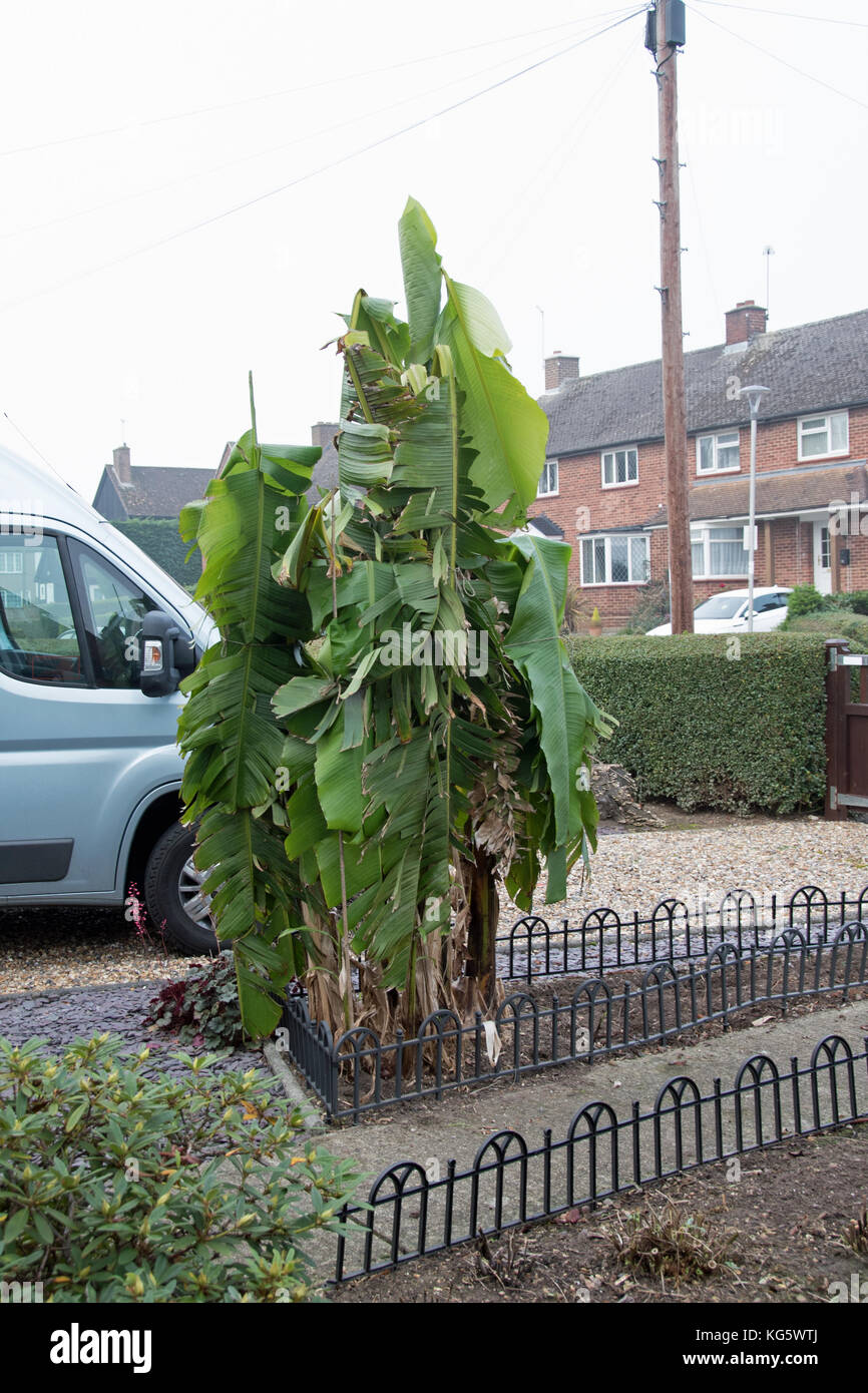 Inglese Banana Isolamento Invernale In Tappe Foto Stock Alamy