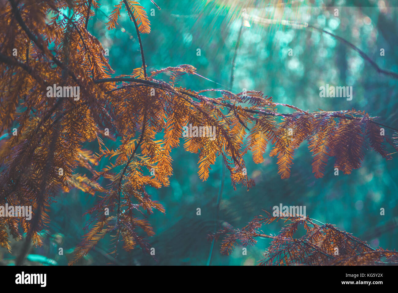 Taxodium distichum (cipresso calvo, cipresso, sud-cipresso, bianco-cipresso, tidewater rosso-cipresso, golfo-cipresso, rosso-cipresso o swamp cypress) ramo Foto Stock
