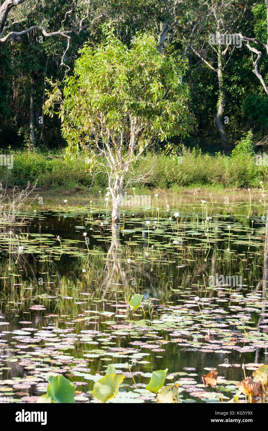 Lone Tree in loti, Territorio del Nord, l'Australia in primavera Foto Stock