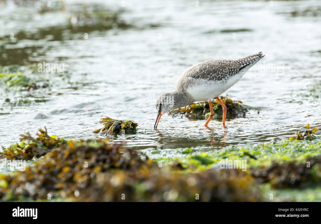 Spotted redshank (Tringa erythropus). Adulto in livrea invernale, rovistando in un flusso sulle velme a bassa marea Foto Stock