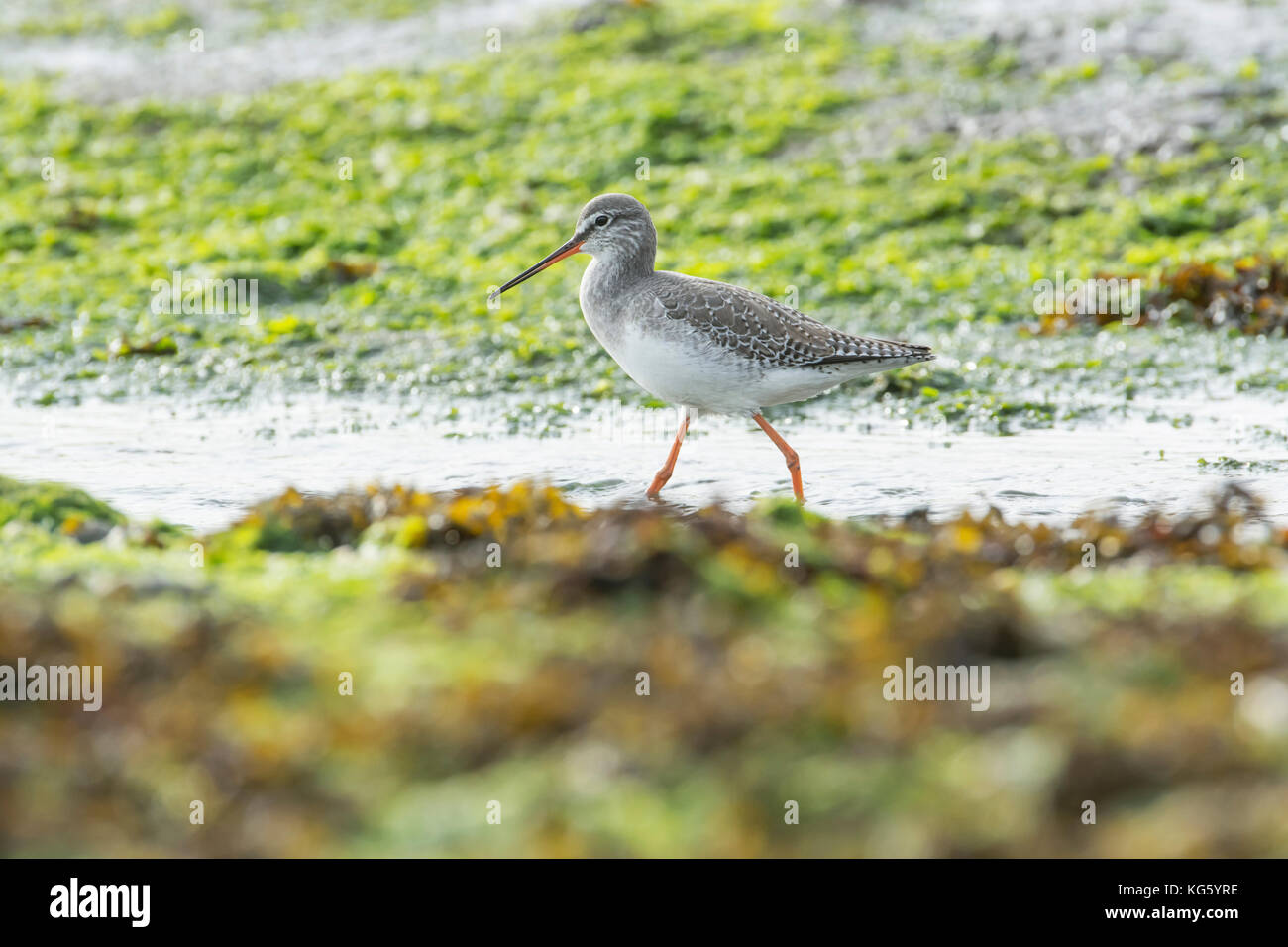 Spotted redshank (Tringa erythropus). Adulto in livrea invernale, rovistando in un flusso sulle velme a bassa marea Foto Stock