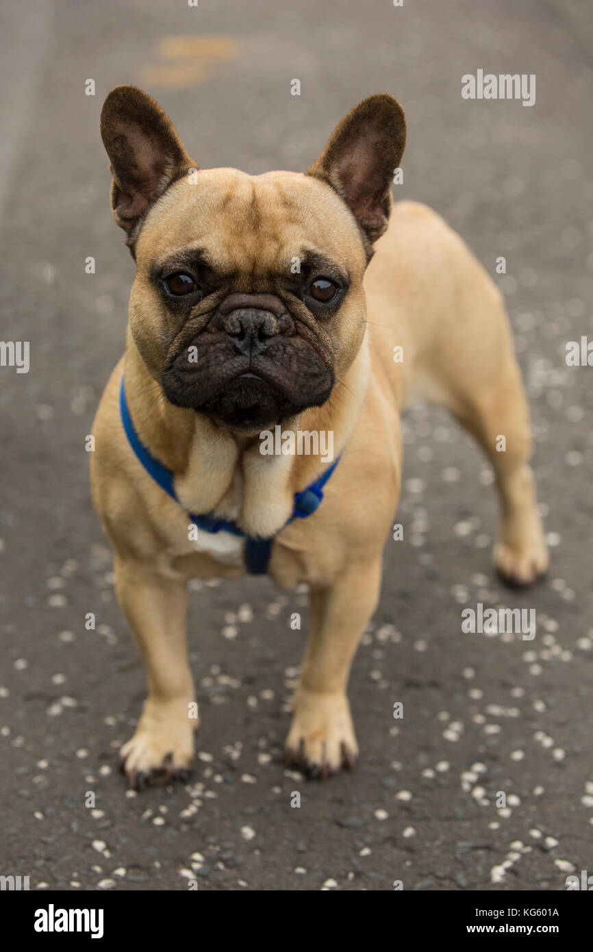 Piccolo pug cane con la faccia triste Foto Stock