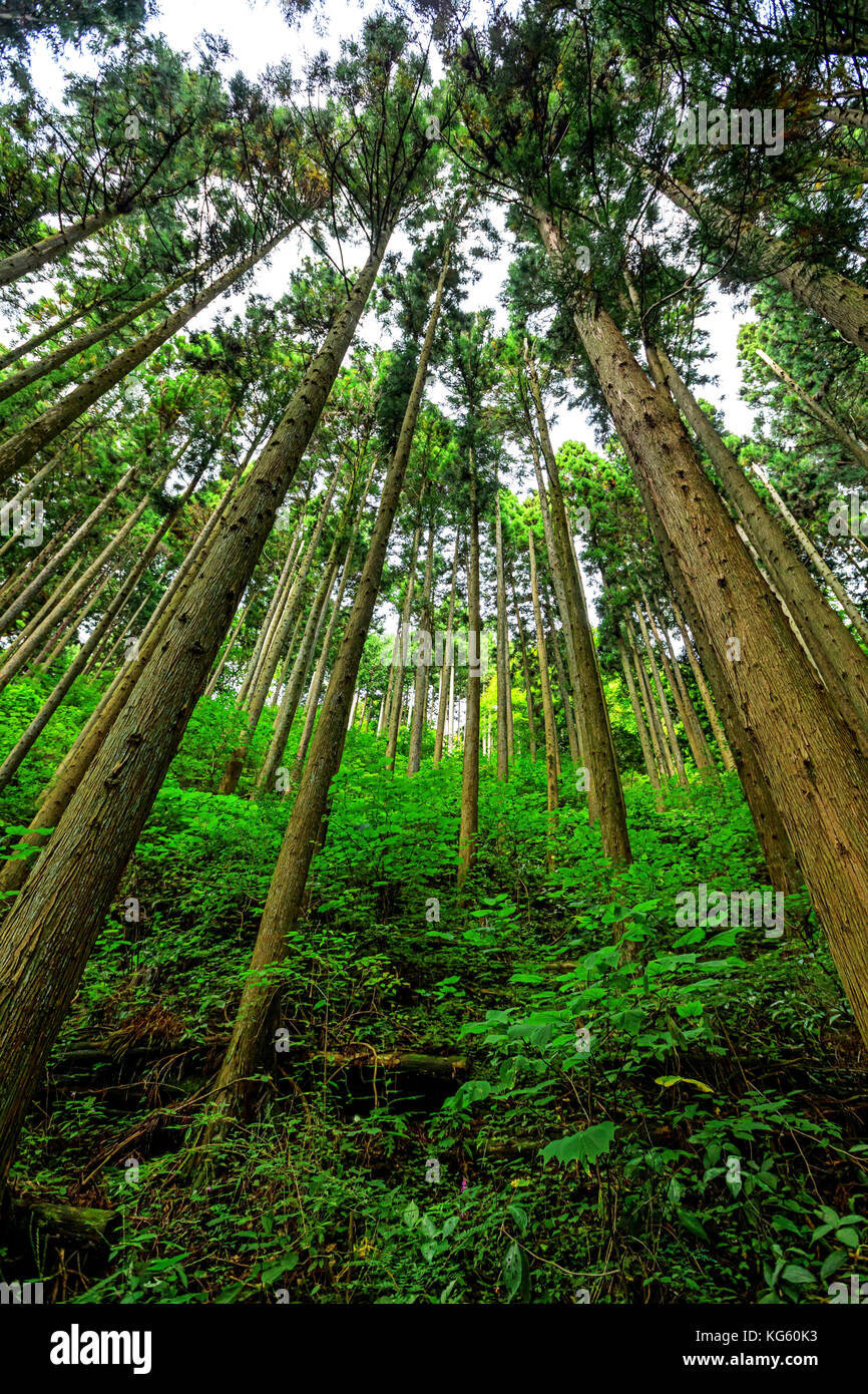 Guardando in alto nella foresta delle alte, dritto cedro giapponese Foto Stock