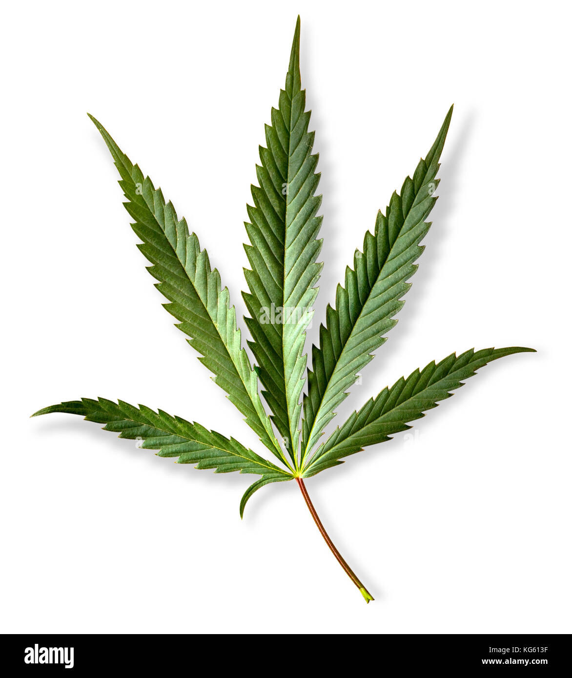 Cannabis leaf, marijuana isolate su sfondo bianco con tracciato di ritaglio Foto Stock