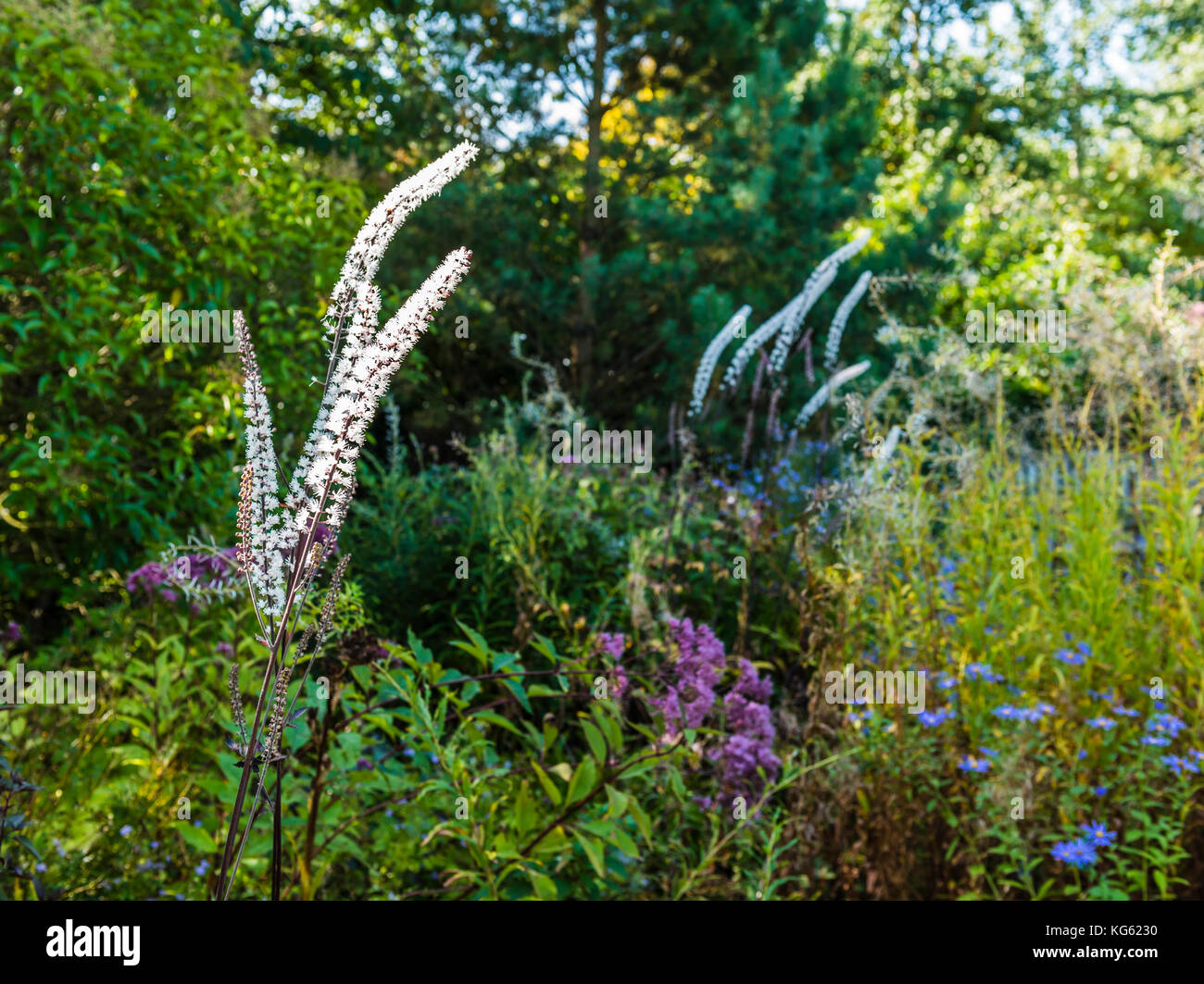 Millefiori giardino prato dettaglio, le Manoir, oxfordshire, Regno Unito Foto Stock