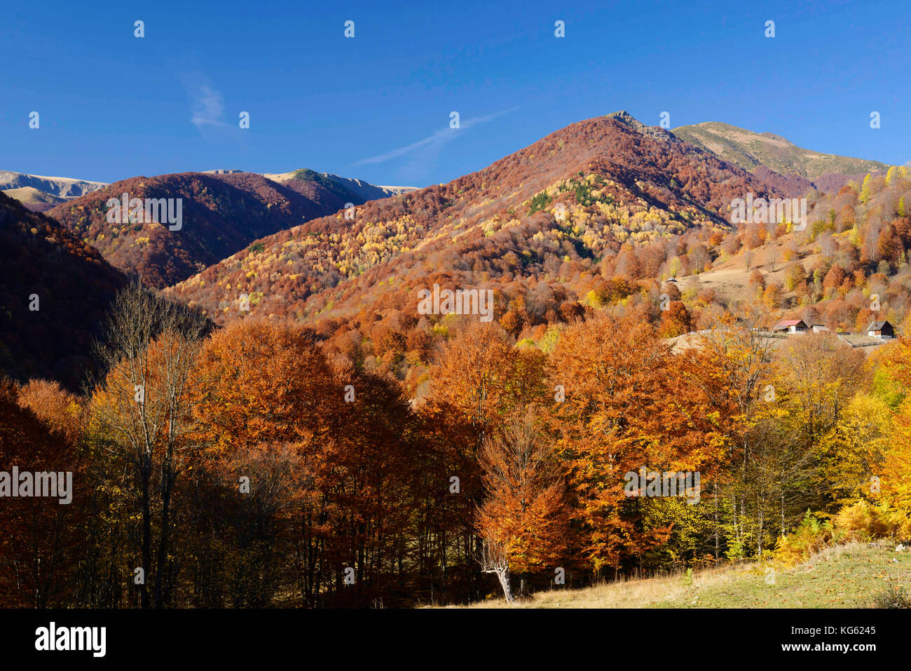 Domogled - Parco Nazionale di Valea Cernei / Romania: Foresta primaria in gran parte non protetta e minacciata nella zona tampone Patrimonio Mondiale dell'UNESCO (Cernisoara). Foto Stock