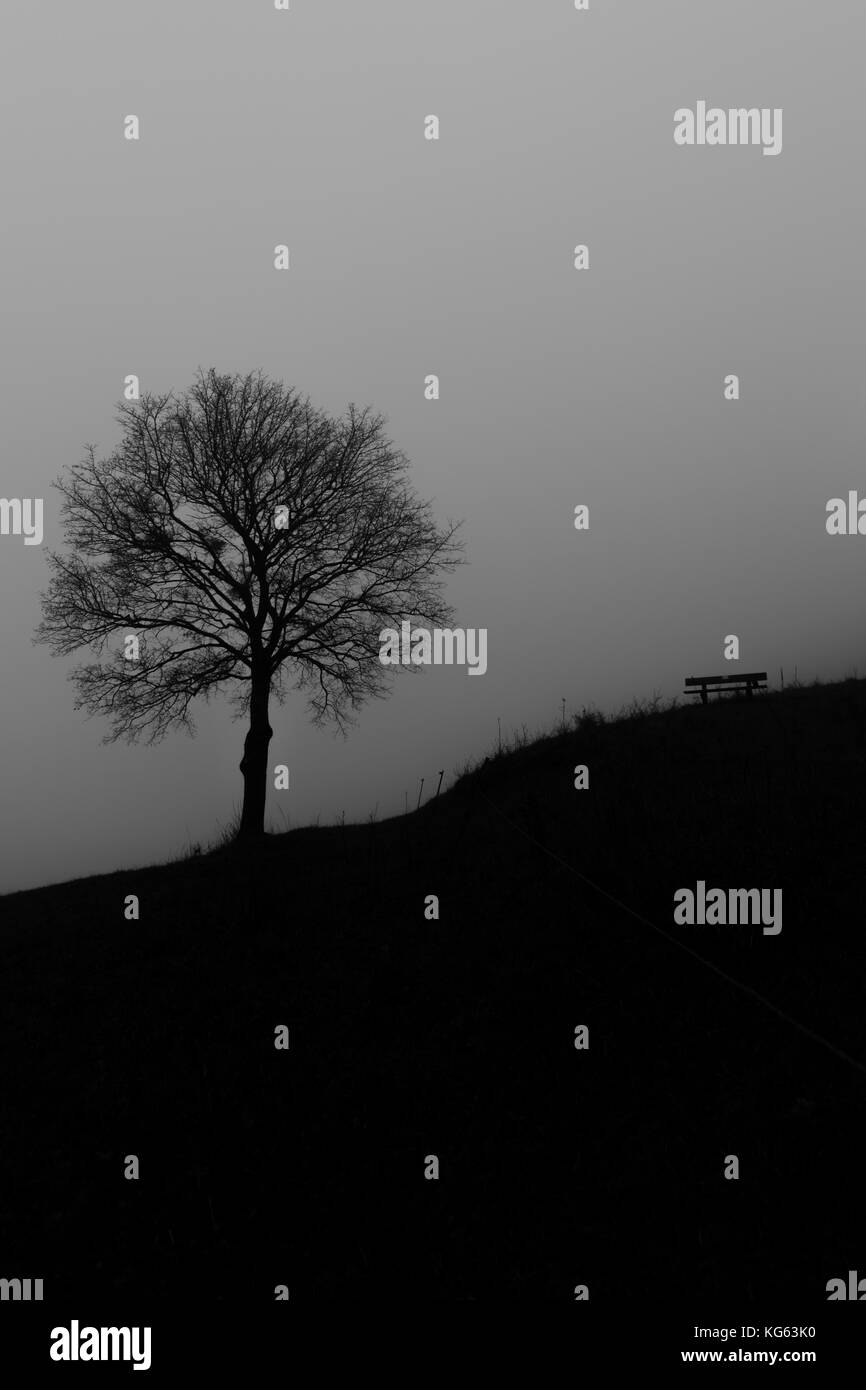 Albero, banco e nebbia Foto Stock