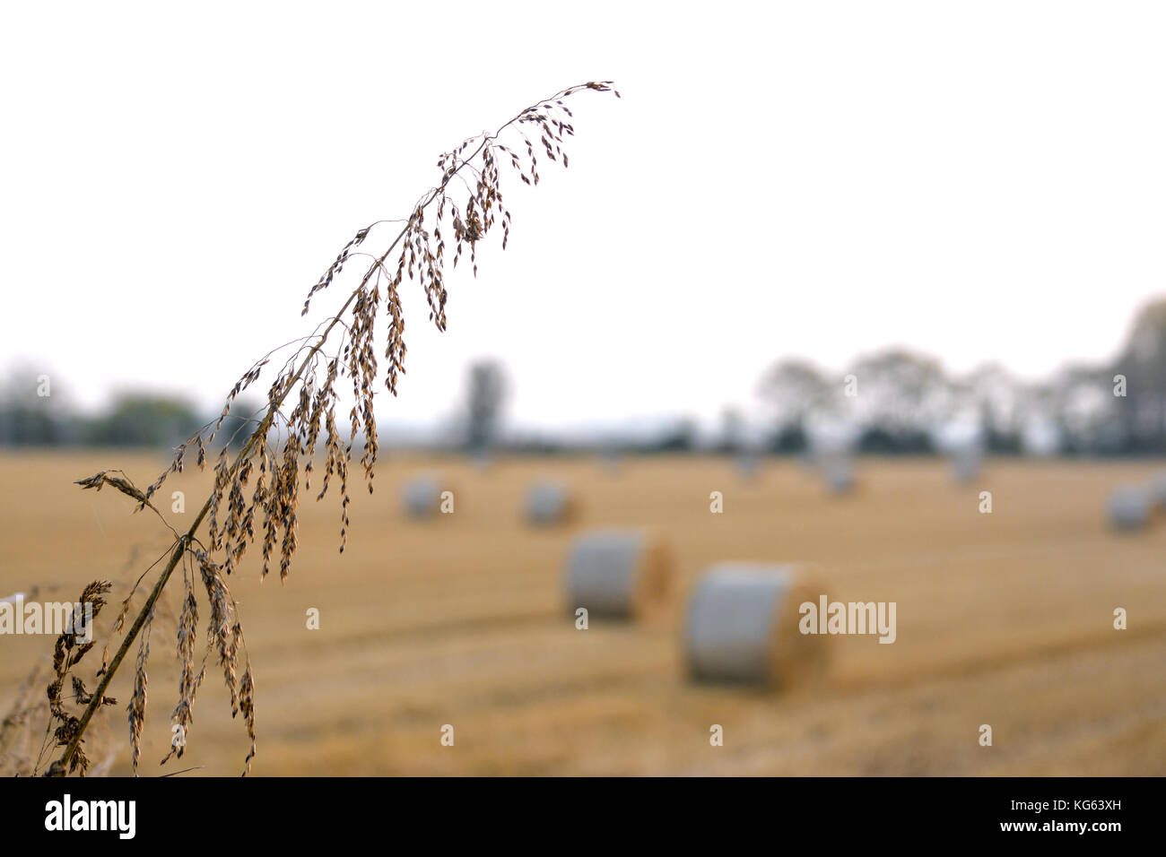 Orecchio di riso in primo piano, campo di cereali in background, con una distesa di balle di fieno Foto Stock