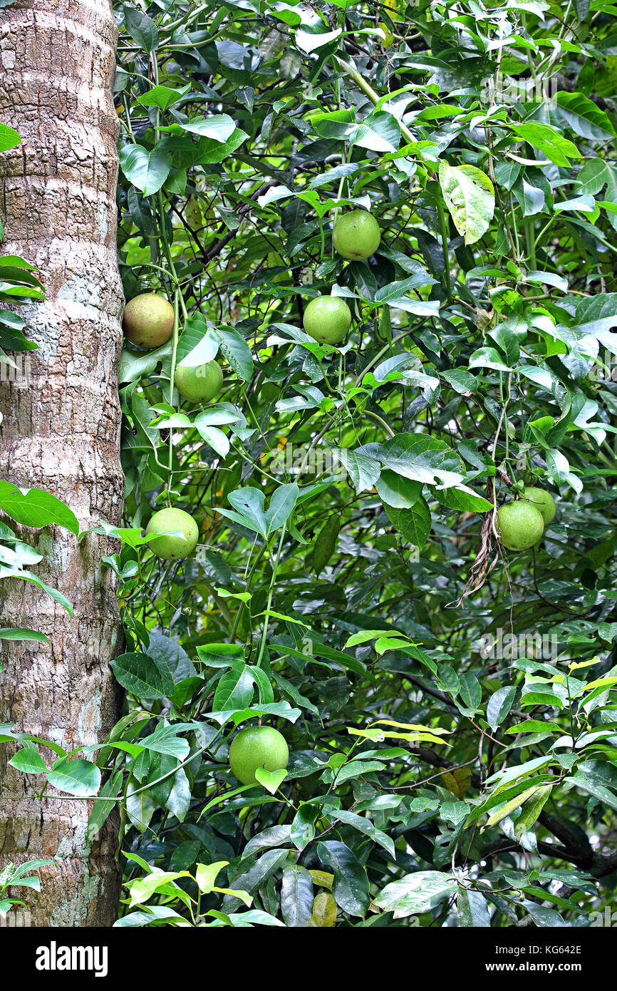 La maturazione e la maturazione dei frutti della passione (Passiflora) crescente sul ramo di vite nella fattoria di vegetali in Kerala, India Foto Stock