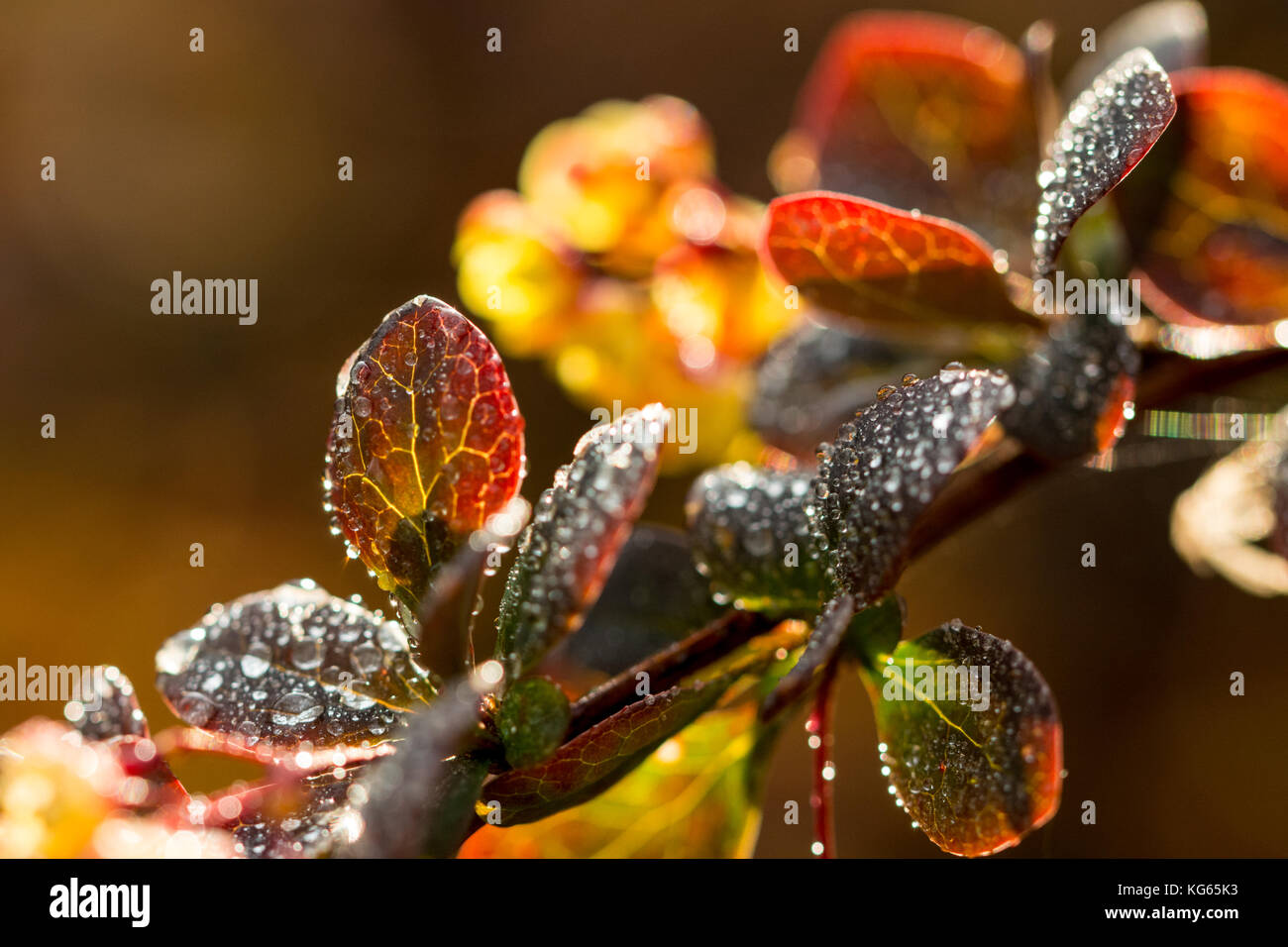 Foglie rosse di giapponese berberis coperto con dewdrops Foto Stock