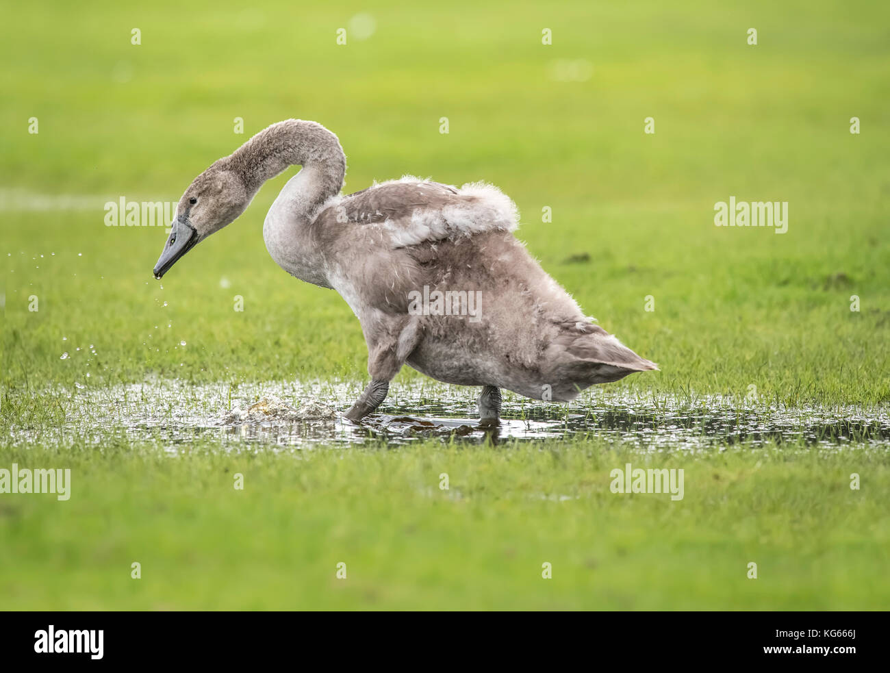 Cigno capretti di bere da una pozza di acqua in un campo Foto Stock