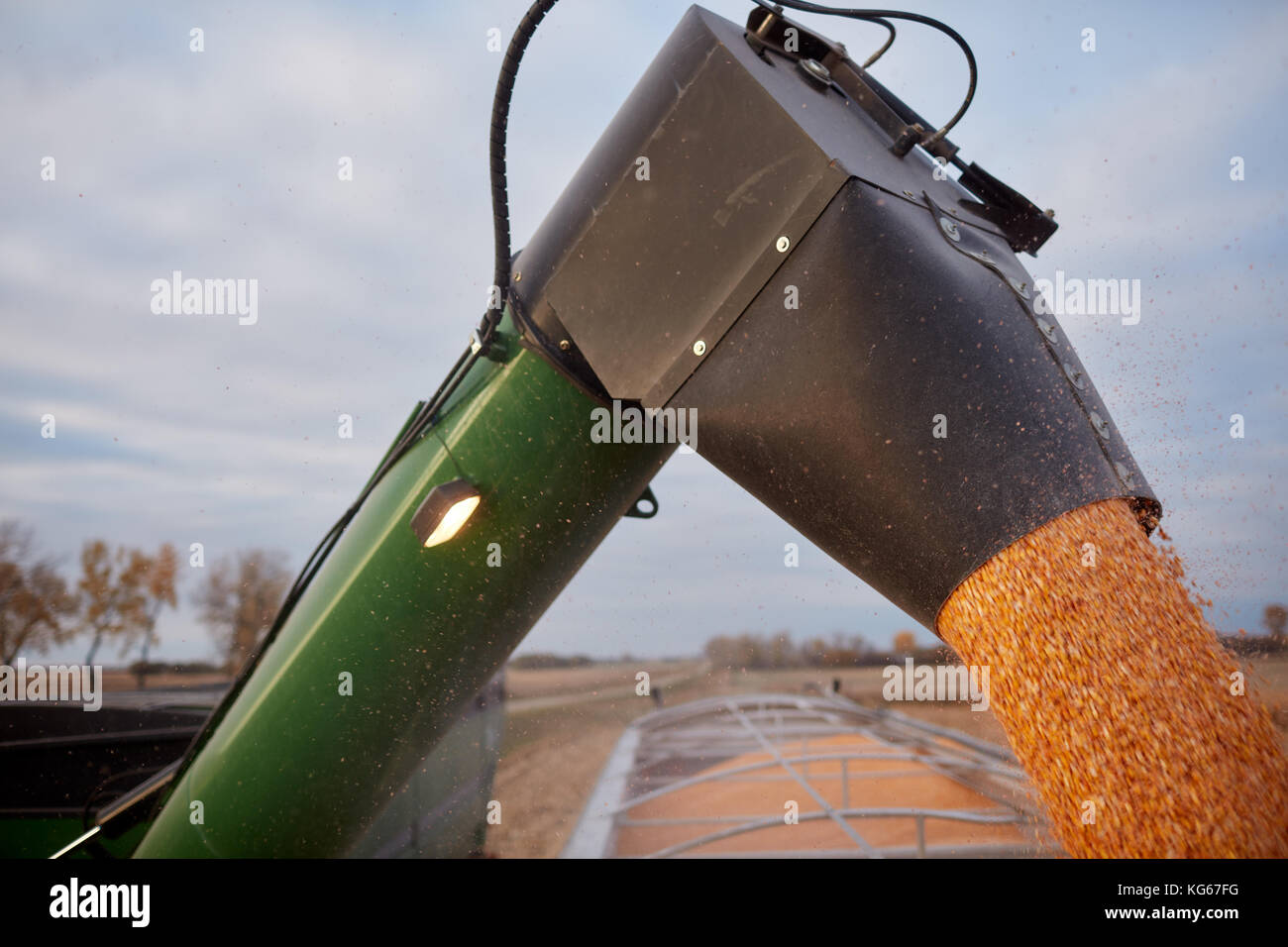 Harvester braccio rimorchio di riempimento con raccolte di sementi di mais Foto Stock