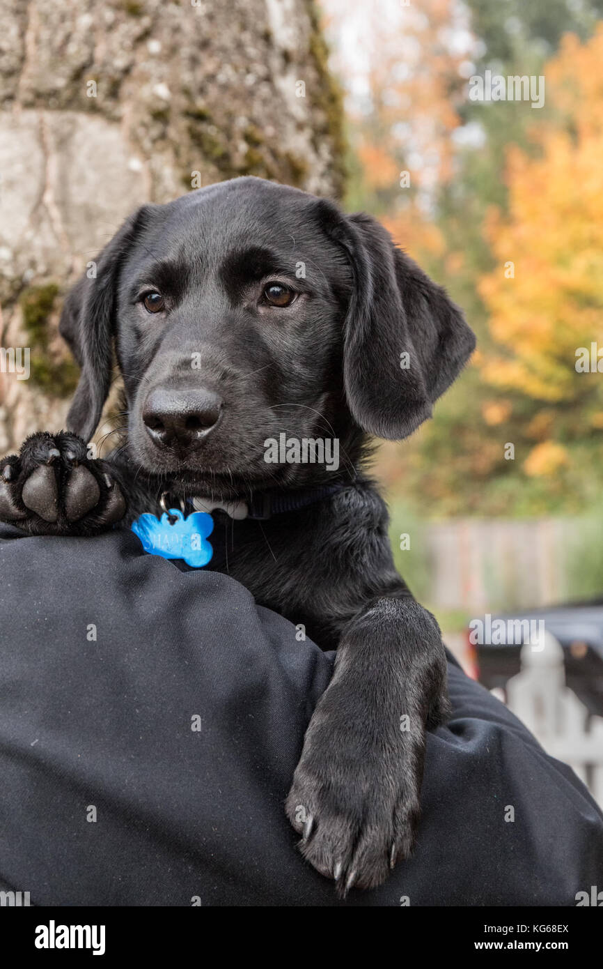 Uomo con "ombra", i suoi tre mese vecchio nero Labrador Retriever cucciolo, a Bellevue, Washington, Stati Uniti d'America Foto Stock