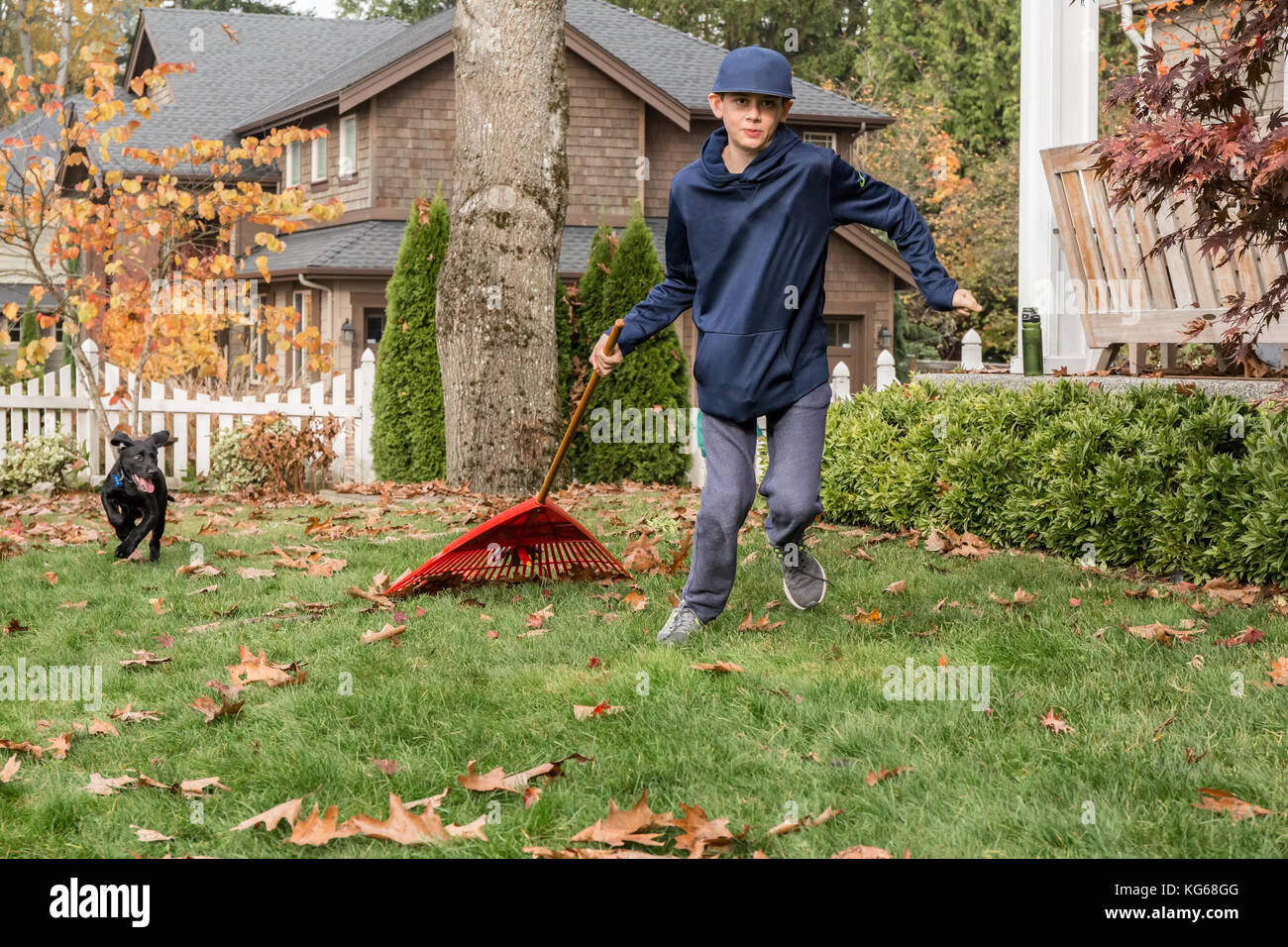 "Ombra", a tre mesi di vecchio nero Labrador Retriever cucciolo, a rincorrere dopo dodici anni tirando un rastrello dietro di lui, a Bellevue, Washington, Stati Uniti d'America Foto Stock