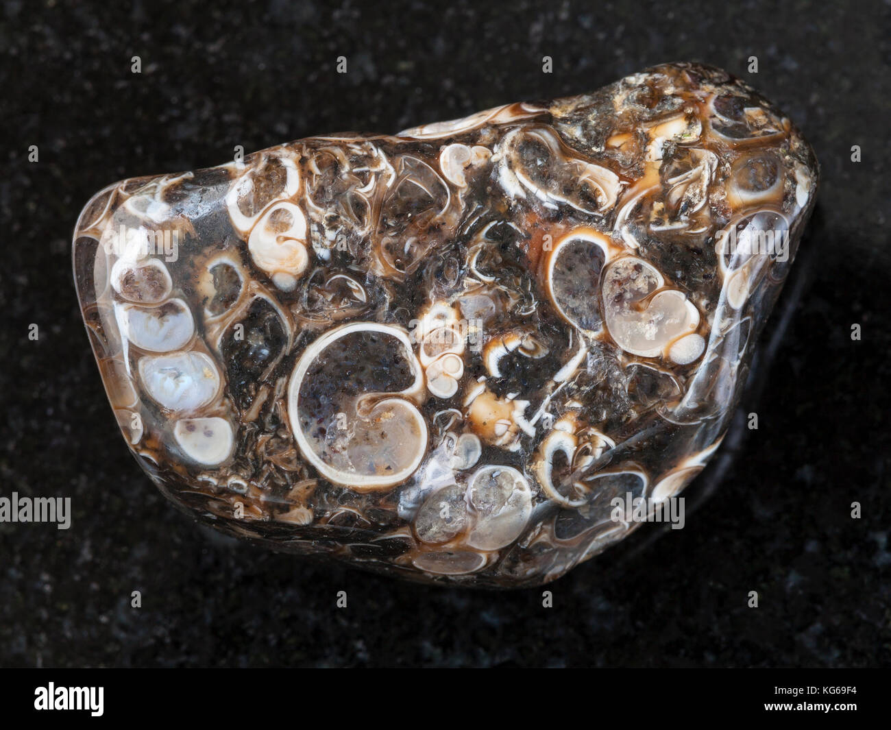 Le riprese in modalità macro di minerale naturale campione di roccia - lucidato turritella gemma agata sulla pietra di granito scuro lo sfondo da Wyoming, Stati Uniti d'America Foto Stock