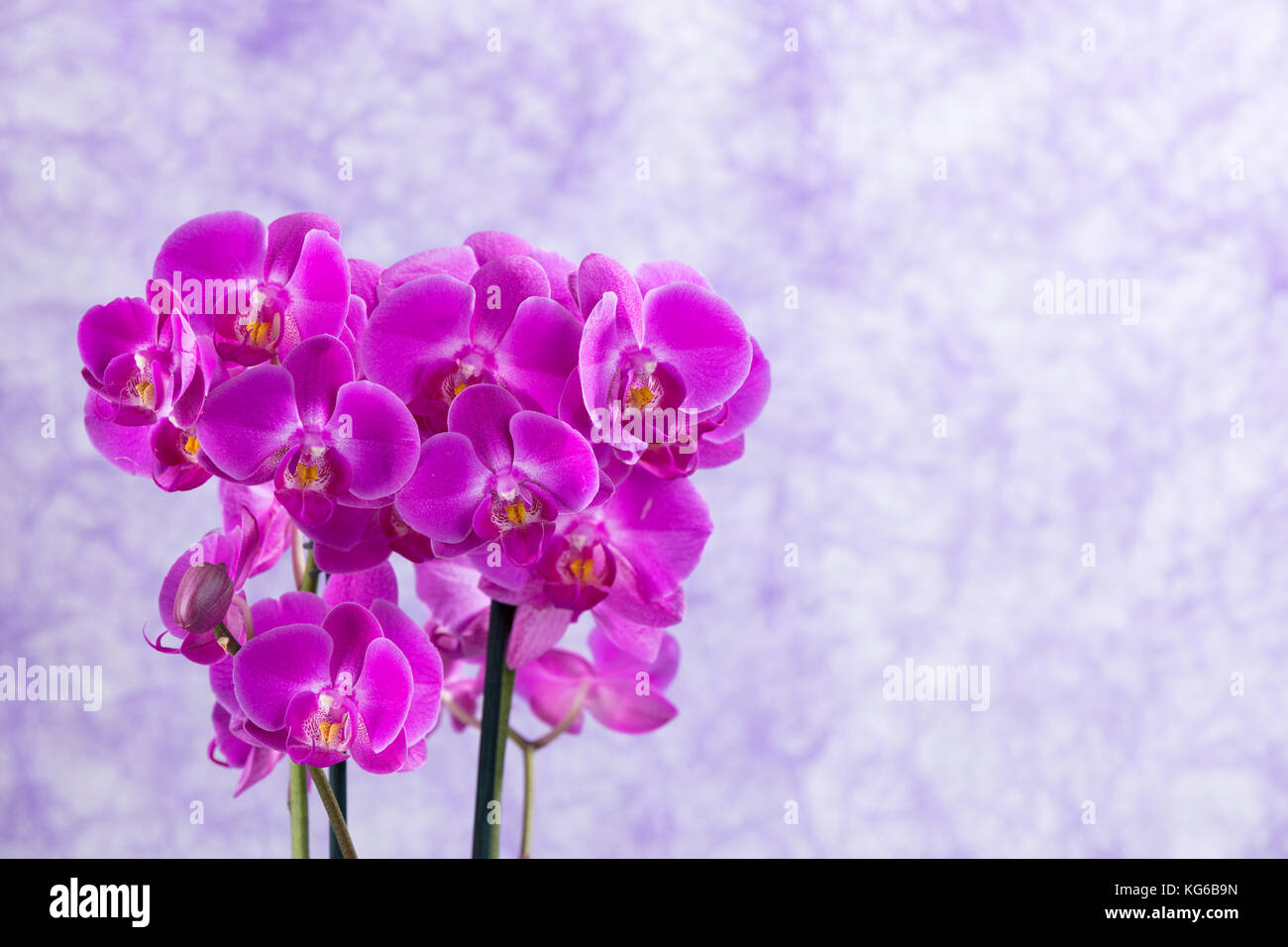 Orchidee viola corpetto con colori vibranti. soft violet come sfondo e spazio libero per il testo Foto Stock