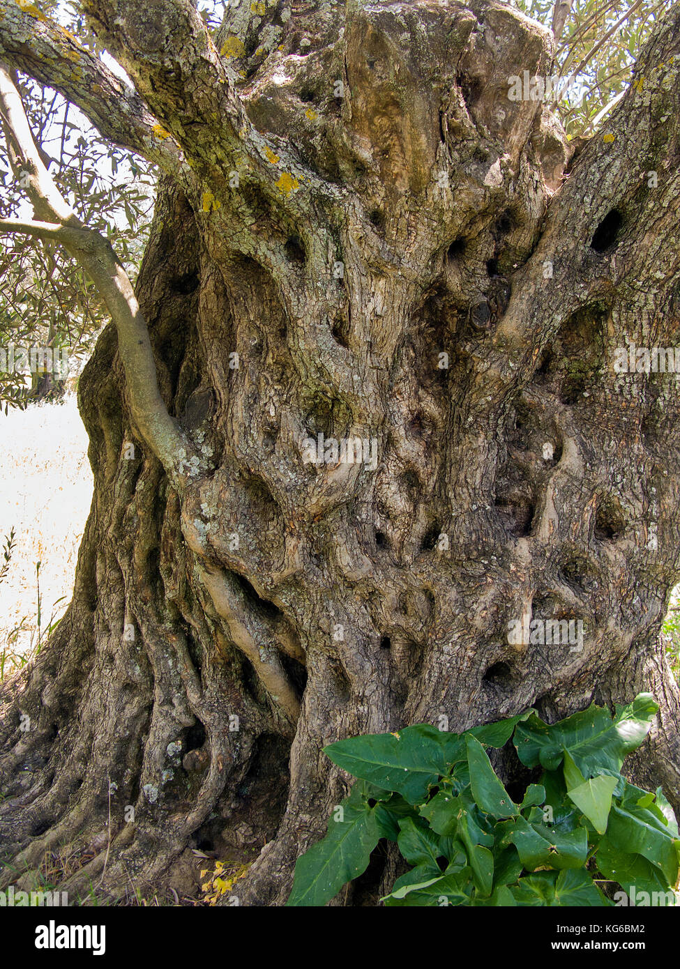 Dettaglio del tronco di un vecchio Olivo (Olea europaea) a Melanes, isola di Naxos, Cicladi, Egeo, Grecia Foto Stock