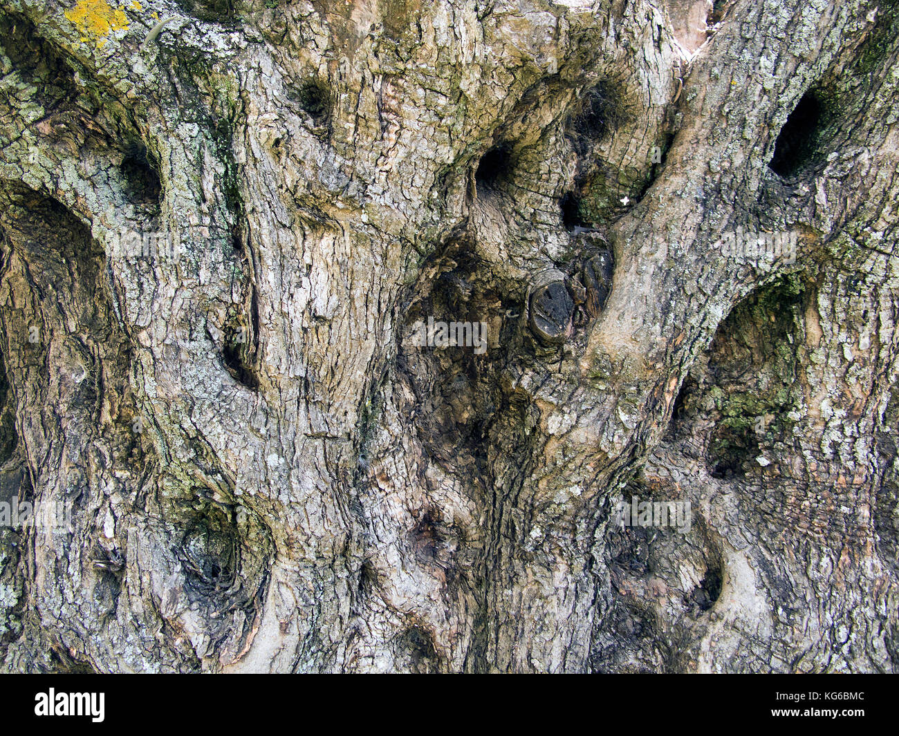 Dettaglio del tronco di un vecchio Olivo (Olea europaea) a Melanes, isola di Naxos, Cicladi, Egeo, Grecia Foto Stock